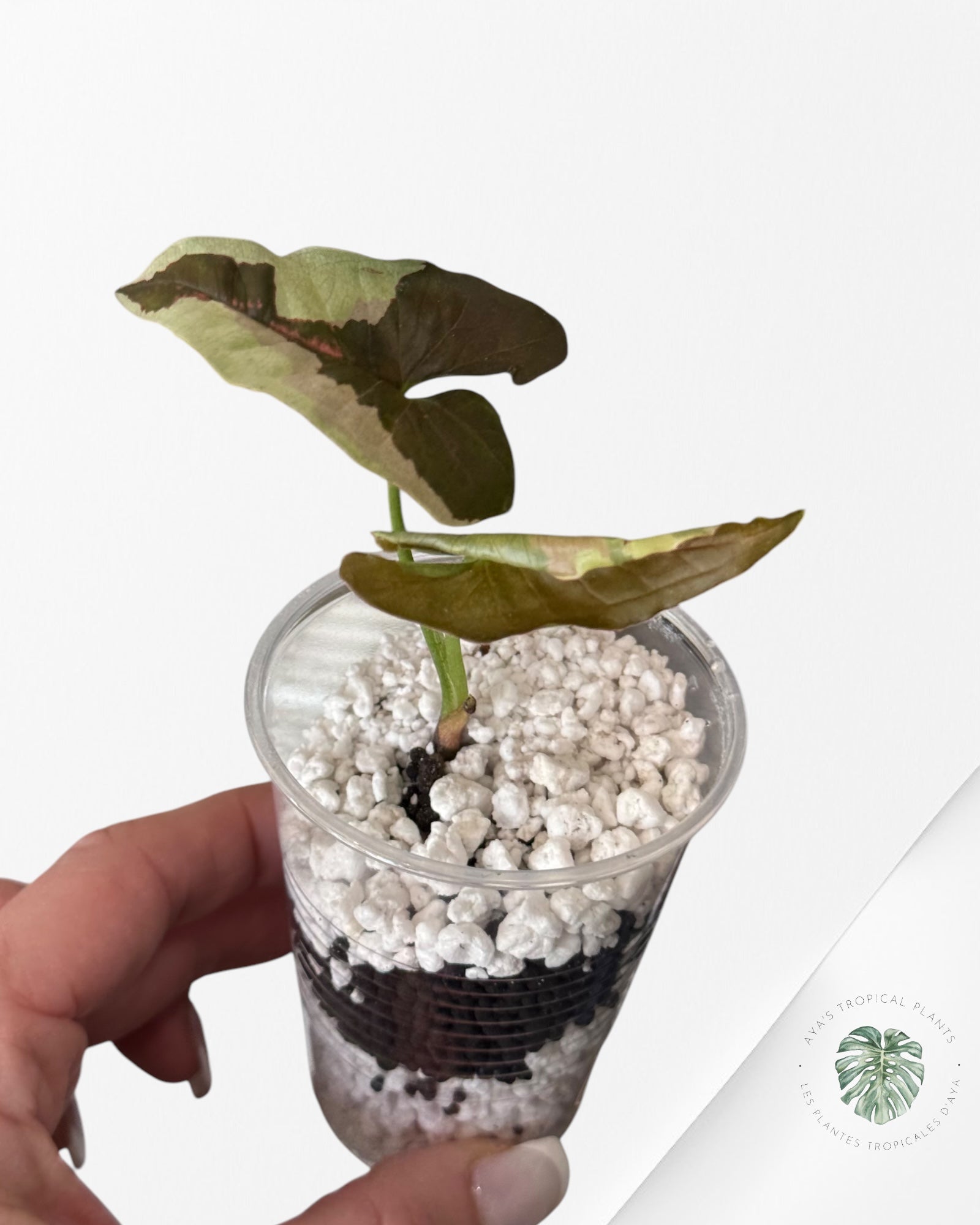 Syngonium Chocolate Confetti-LA2