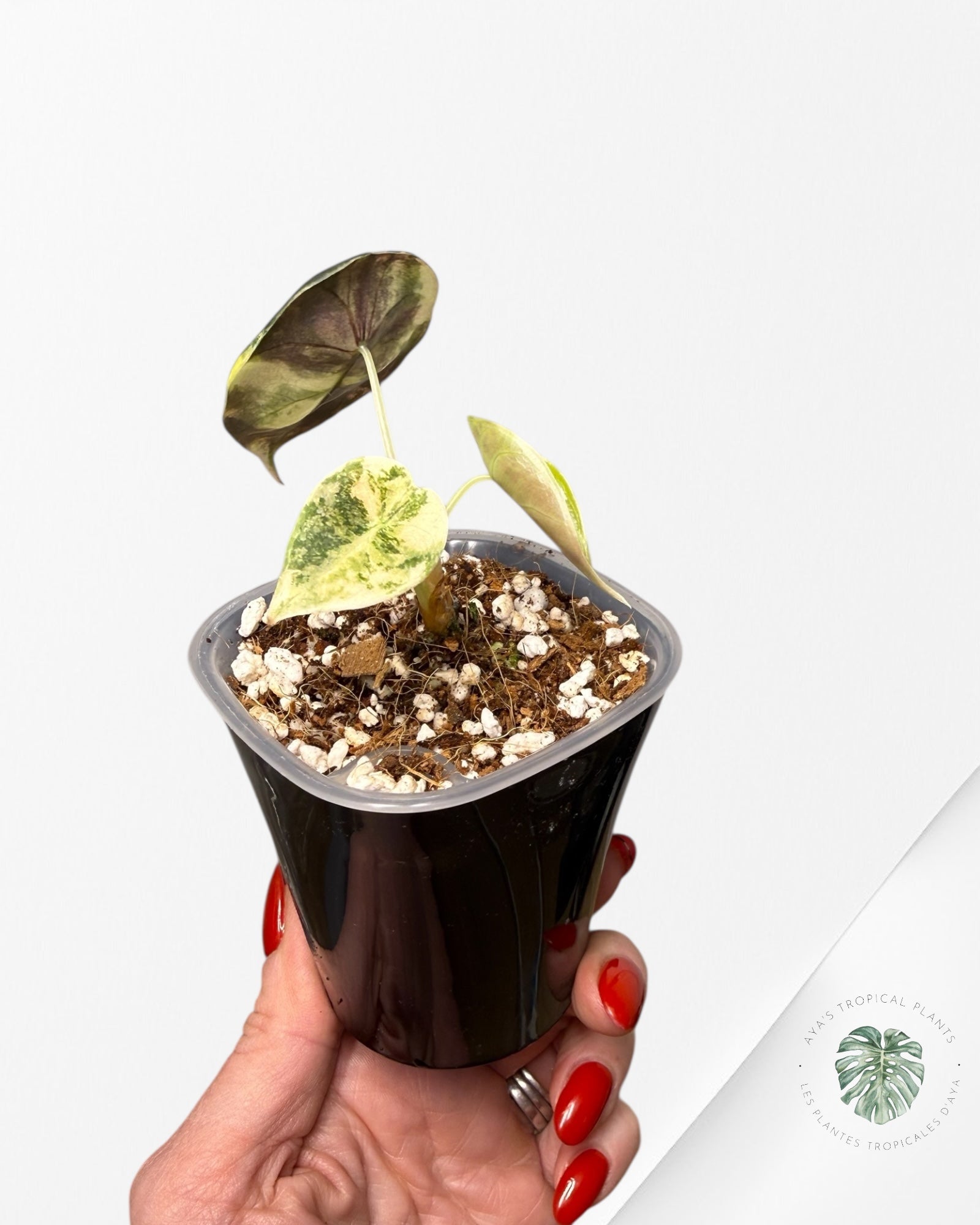 Alocasia Sedenii Aurea Variegated