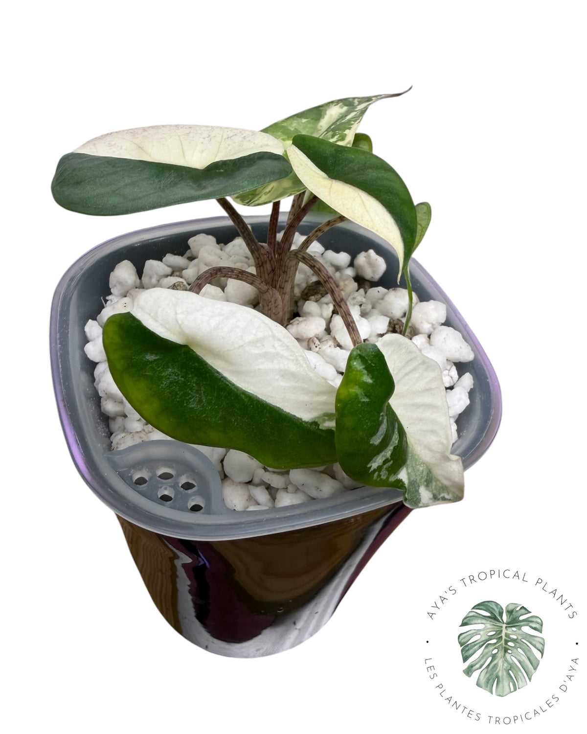 Alocasia Heterophylla Metallic Blue Albo