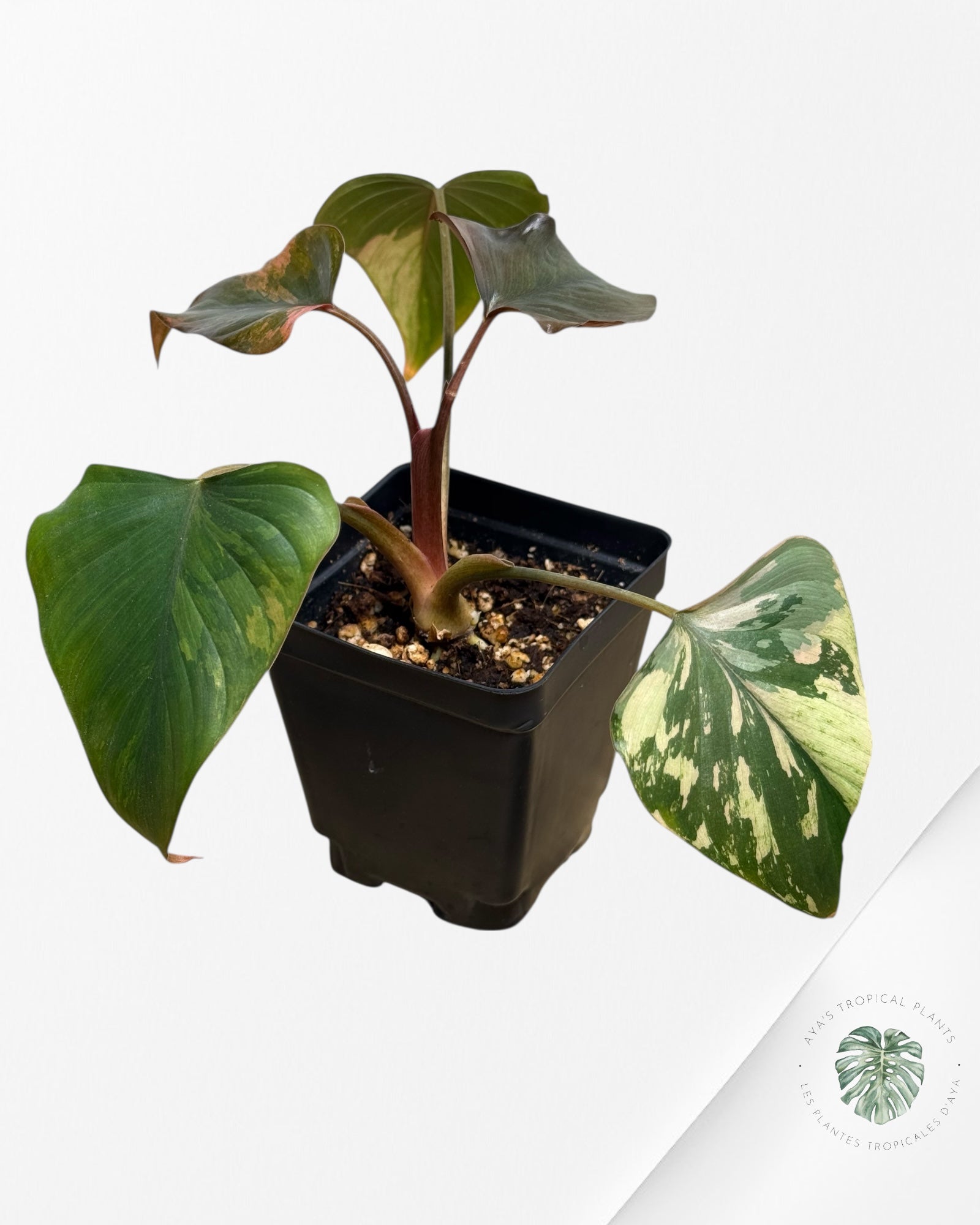 Homalomena Pink Diamond - V