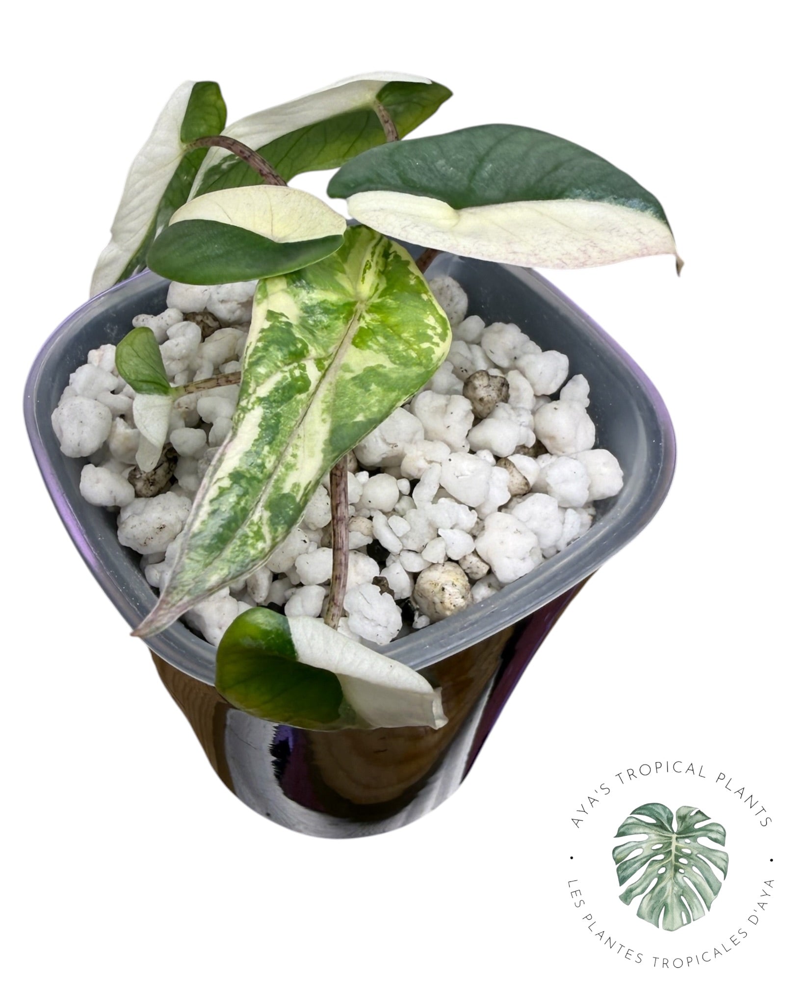 Alocasia Heterophylla Metallic Blue Albo