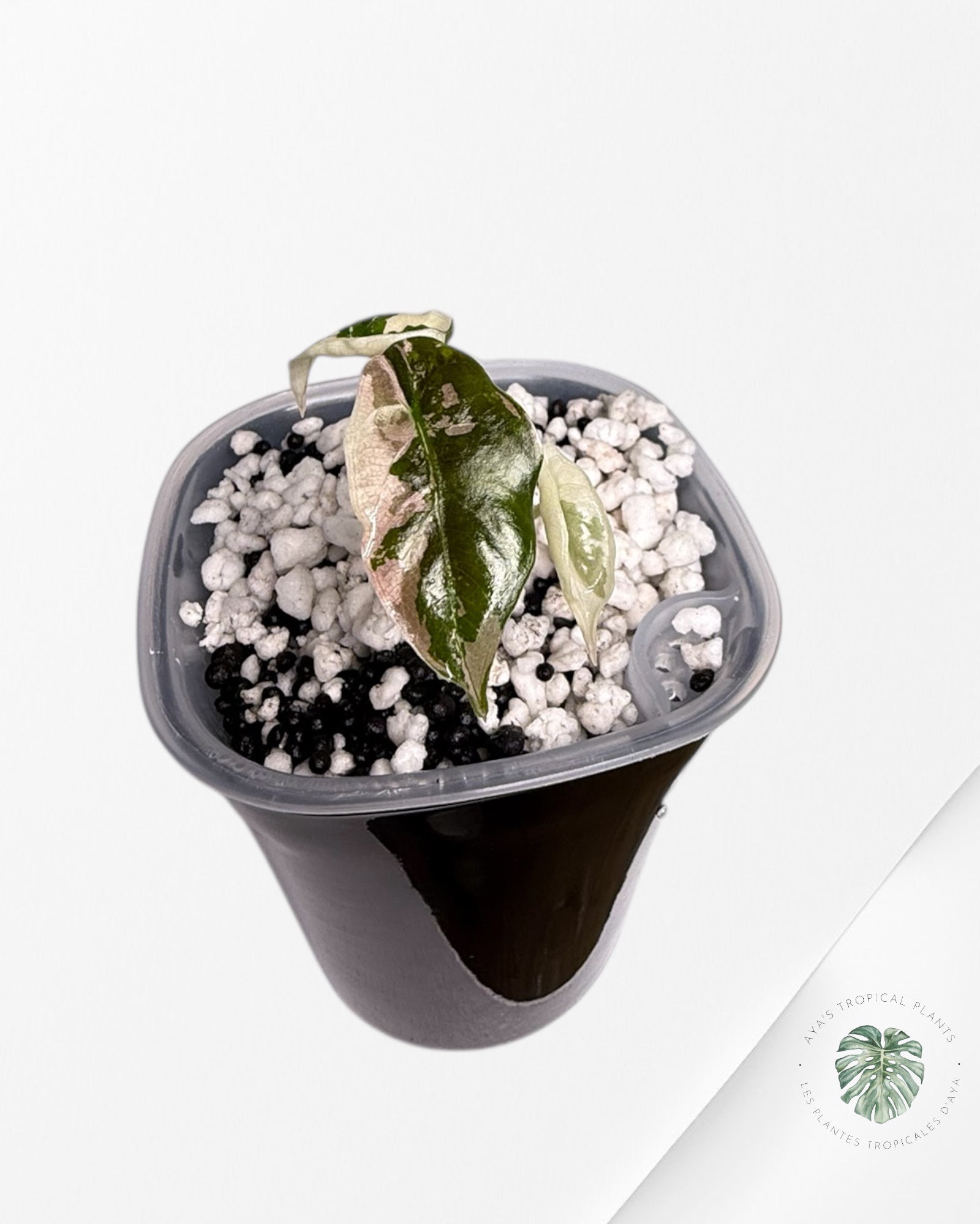 Alocasia Chantrieri Pink Variegated