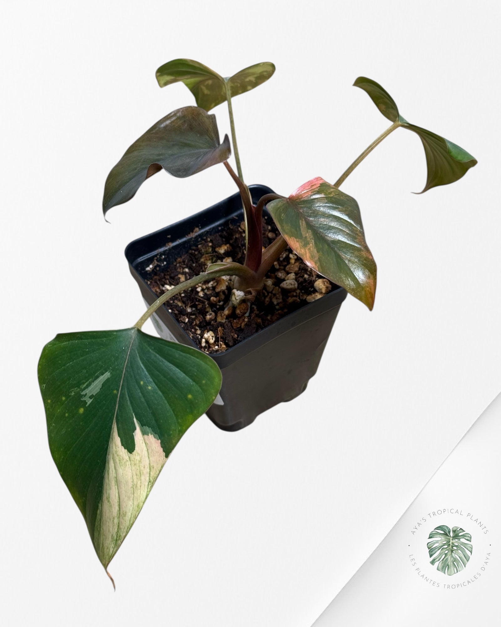 Homalomena Pink Diamond - V
