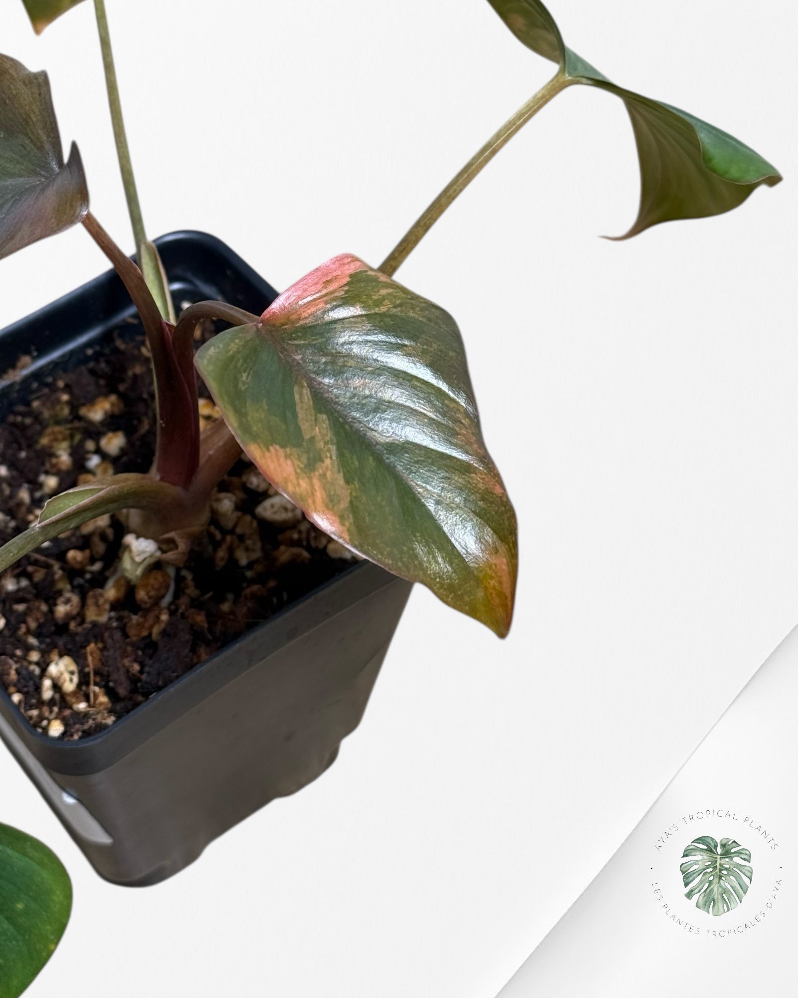 Homalomena Pink Diamond - V