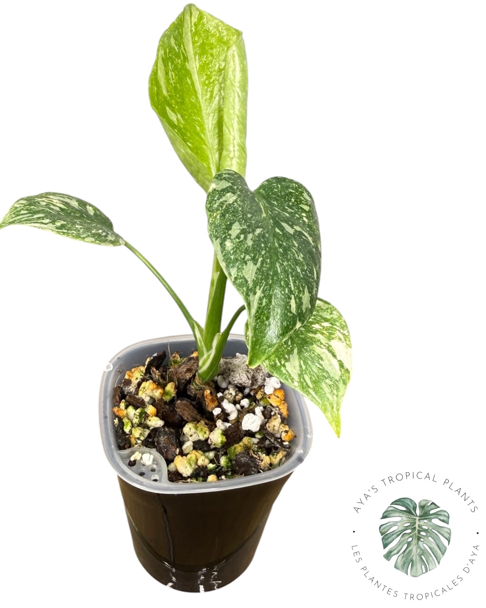 Monstera Thai Platinum