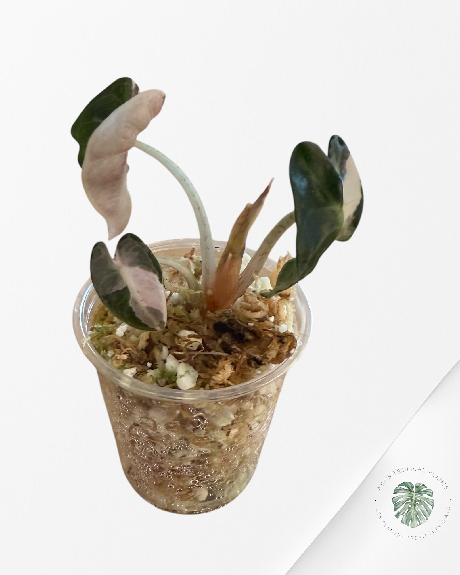 Alocasia Heart Balloon Pink Variegated - TC0