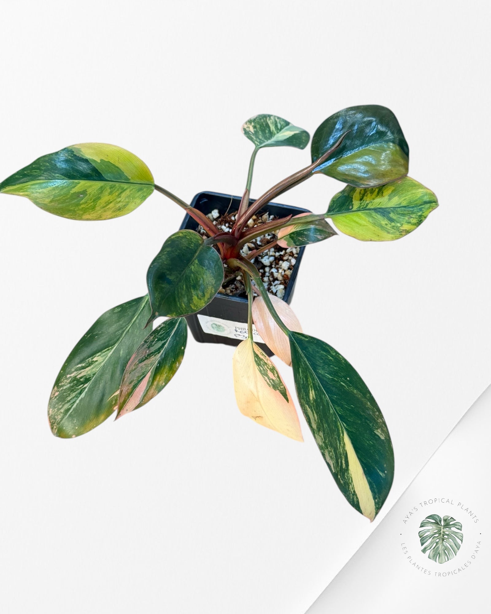 Philodendron 'Red Congo' variegated - F30