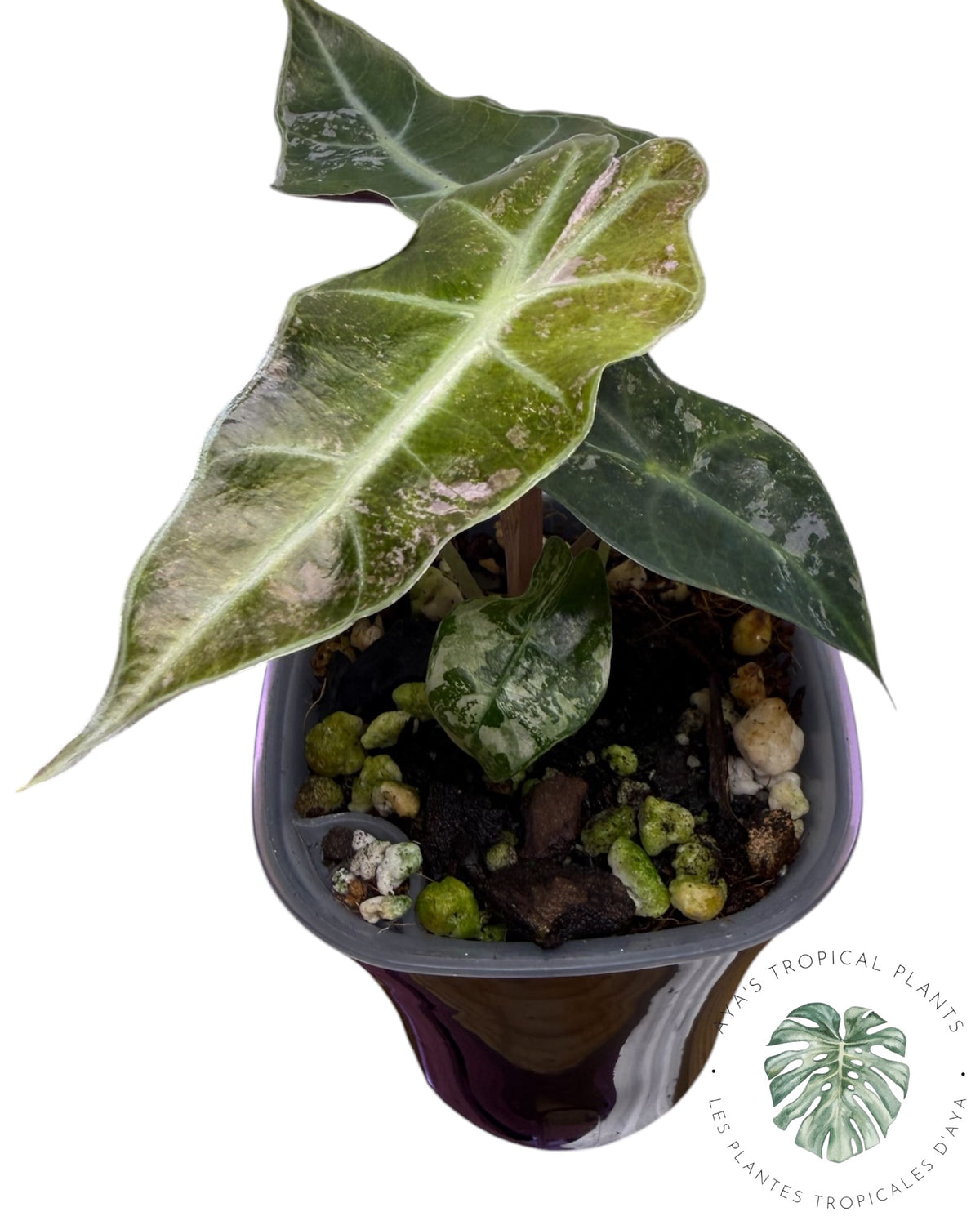 Alocasia Polly Pink Snowflake (Grade A)