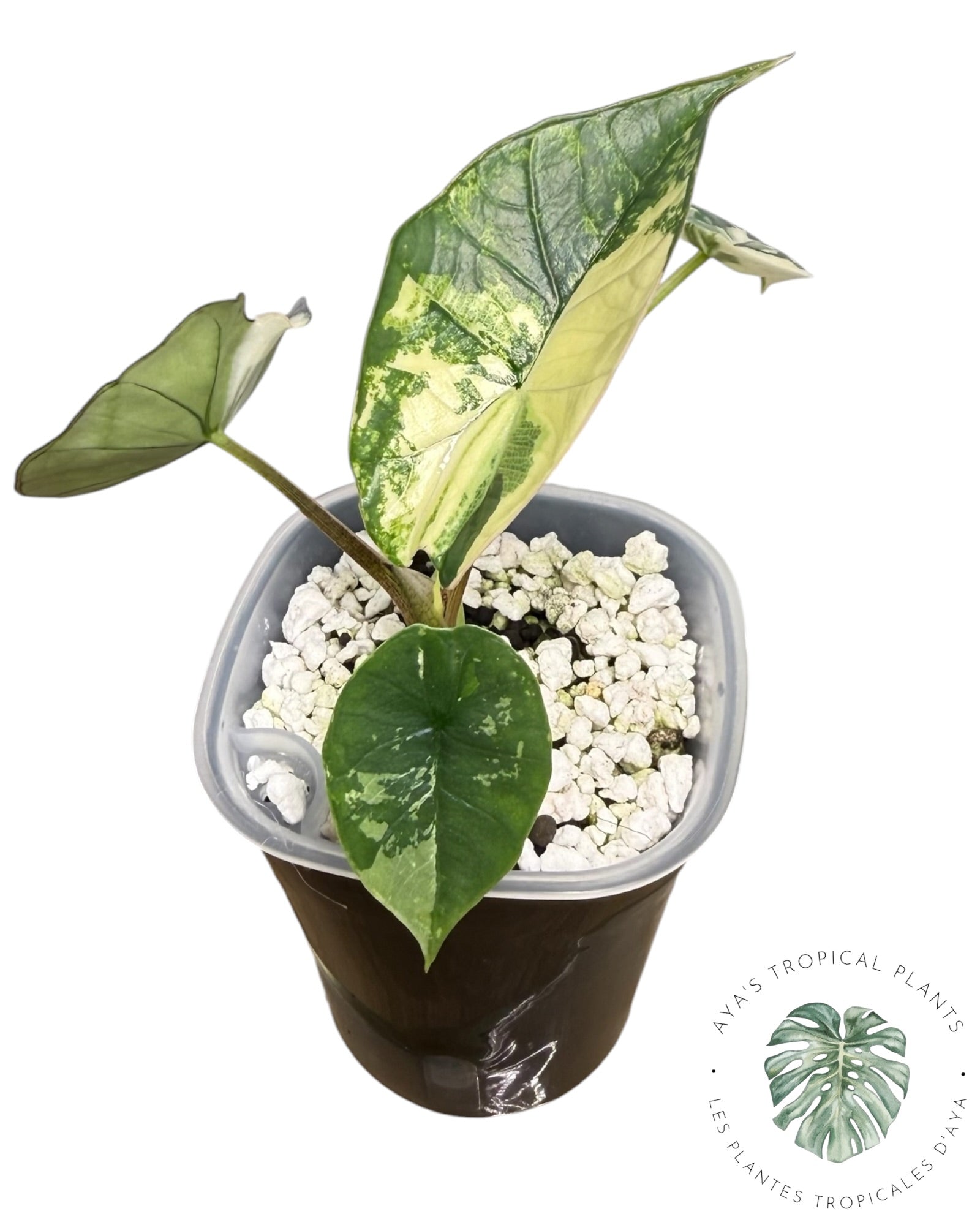 Alocasia Bisma Platinum Albo Variegated