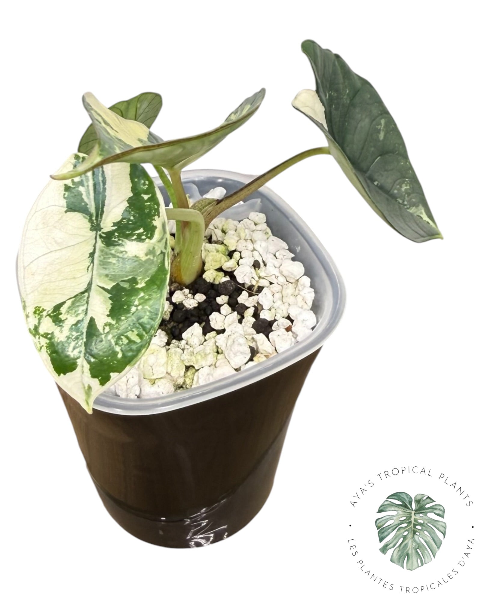 Alocasia Bisma Platinum Albo Variegated