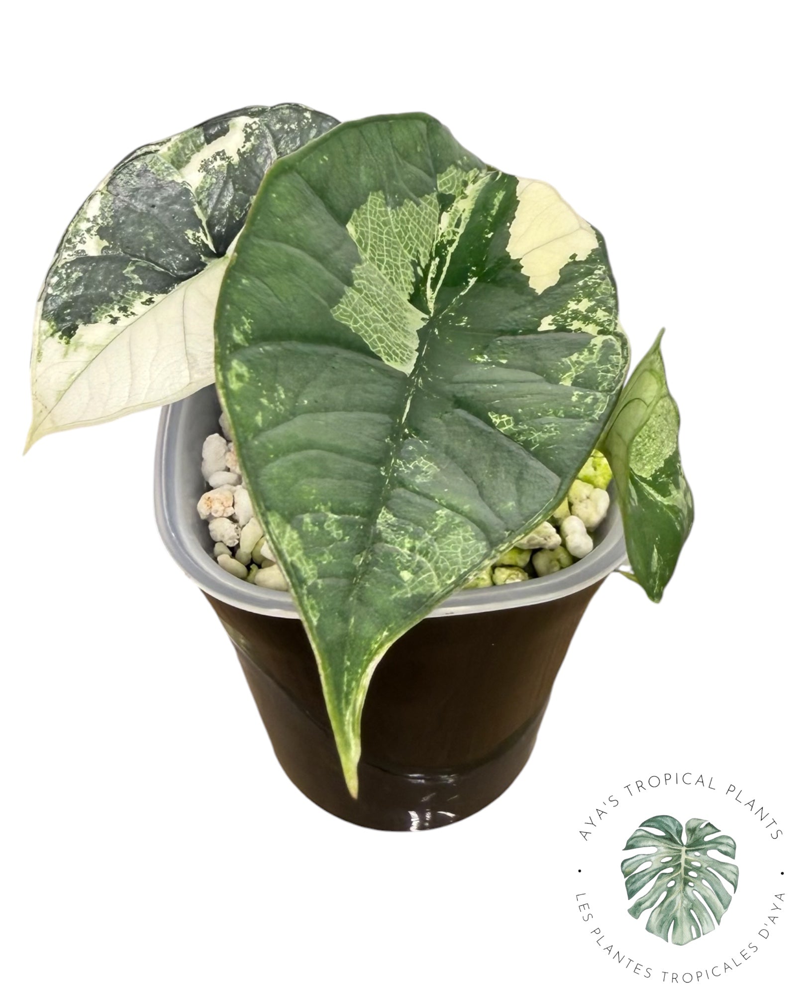 Alocasia Bisma Platinum Albo Variegated