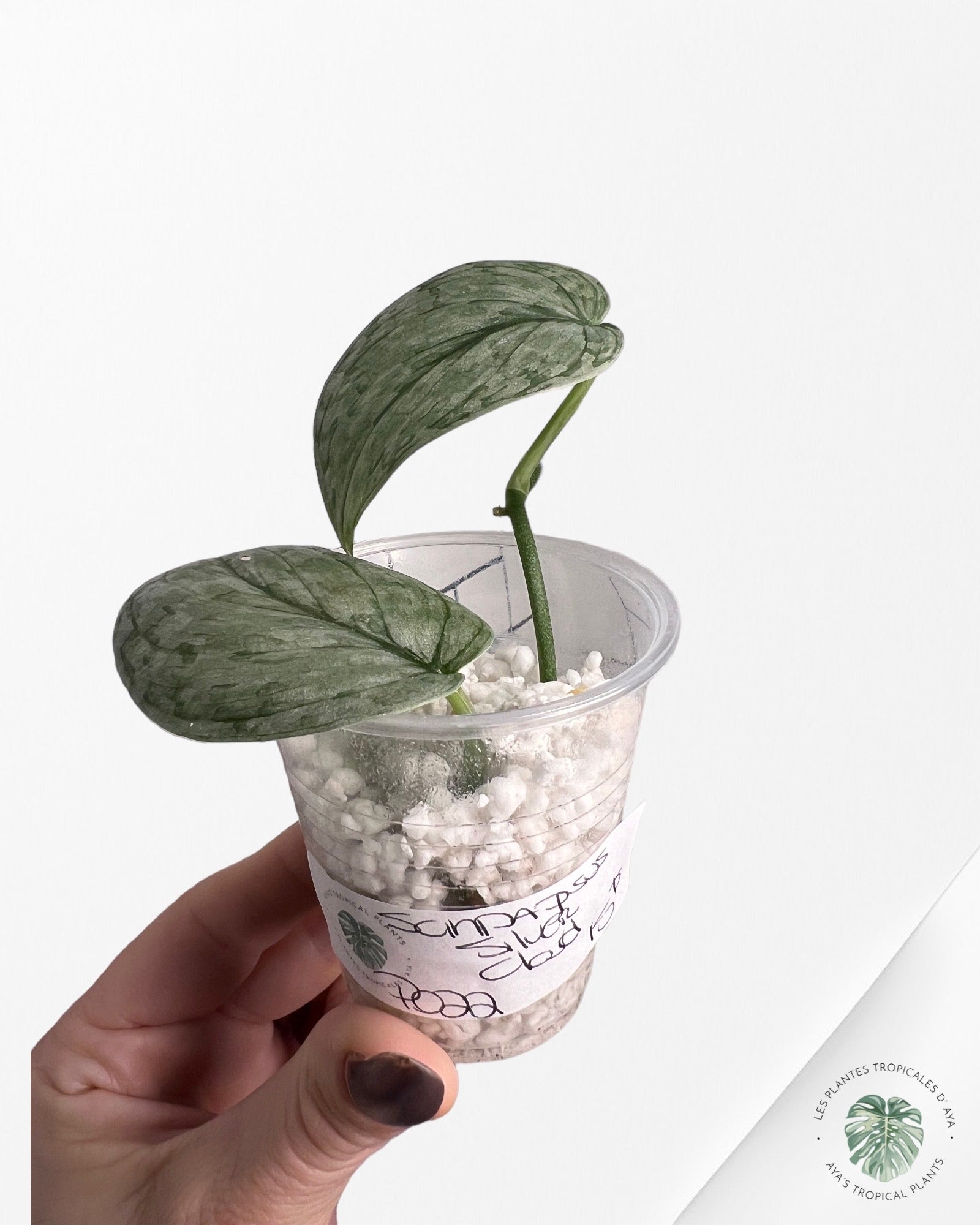 Scindapsus Silver Cloud-PO22