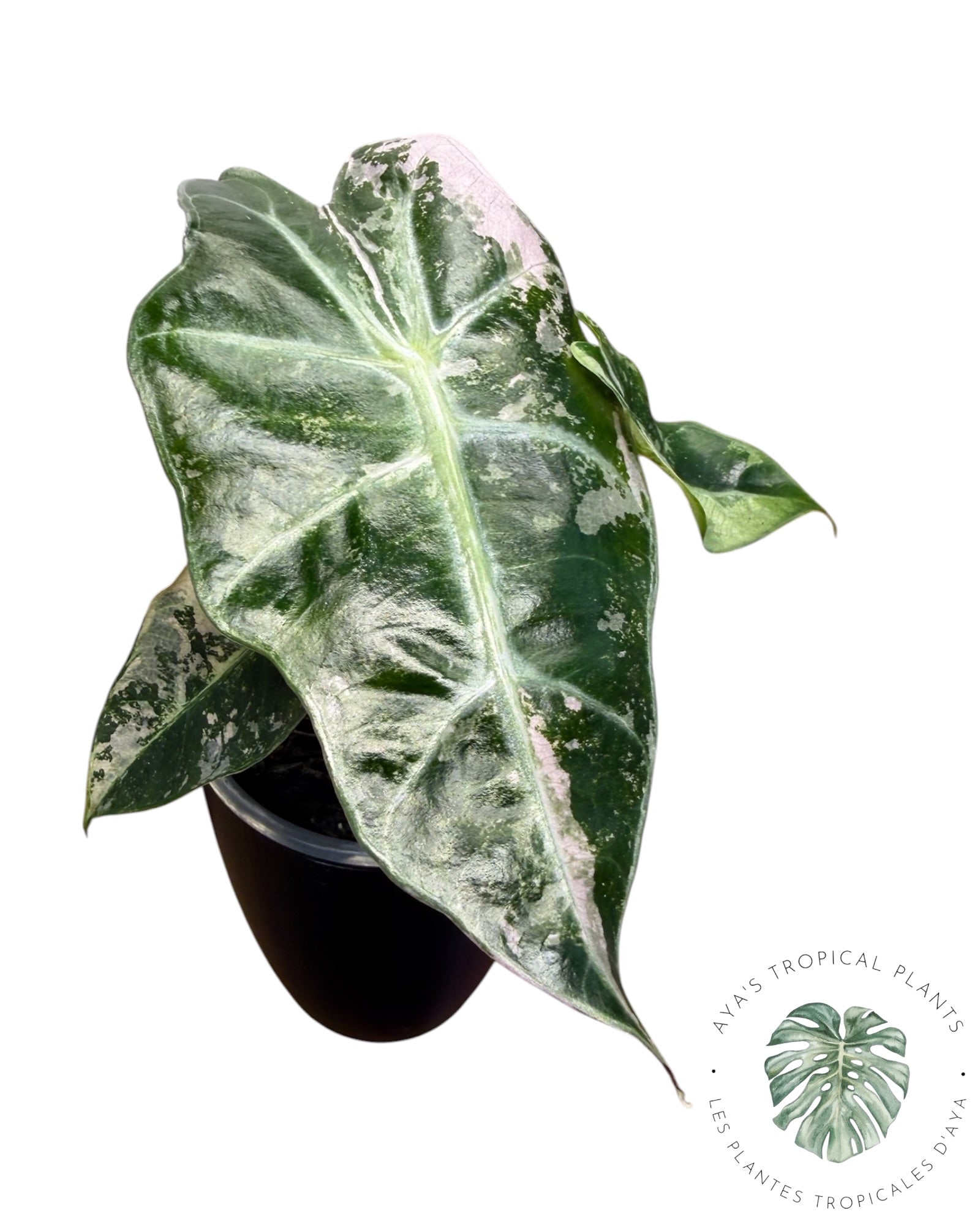 Alocasia Polly Pink Snowflake (Catégorie A)
