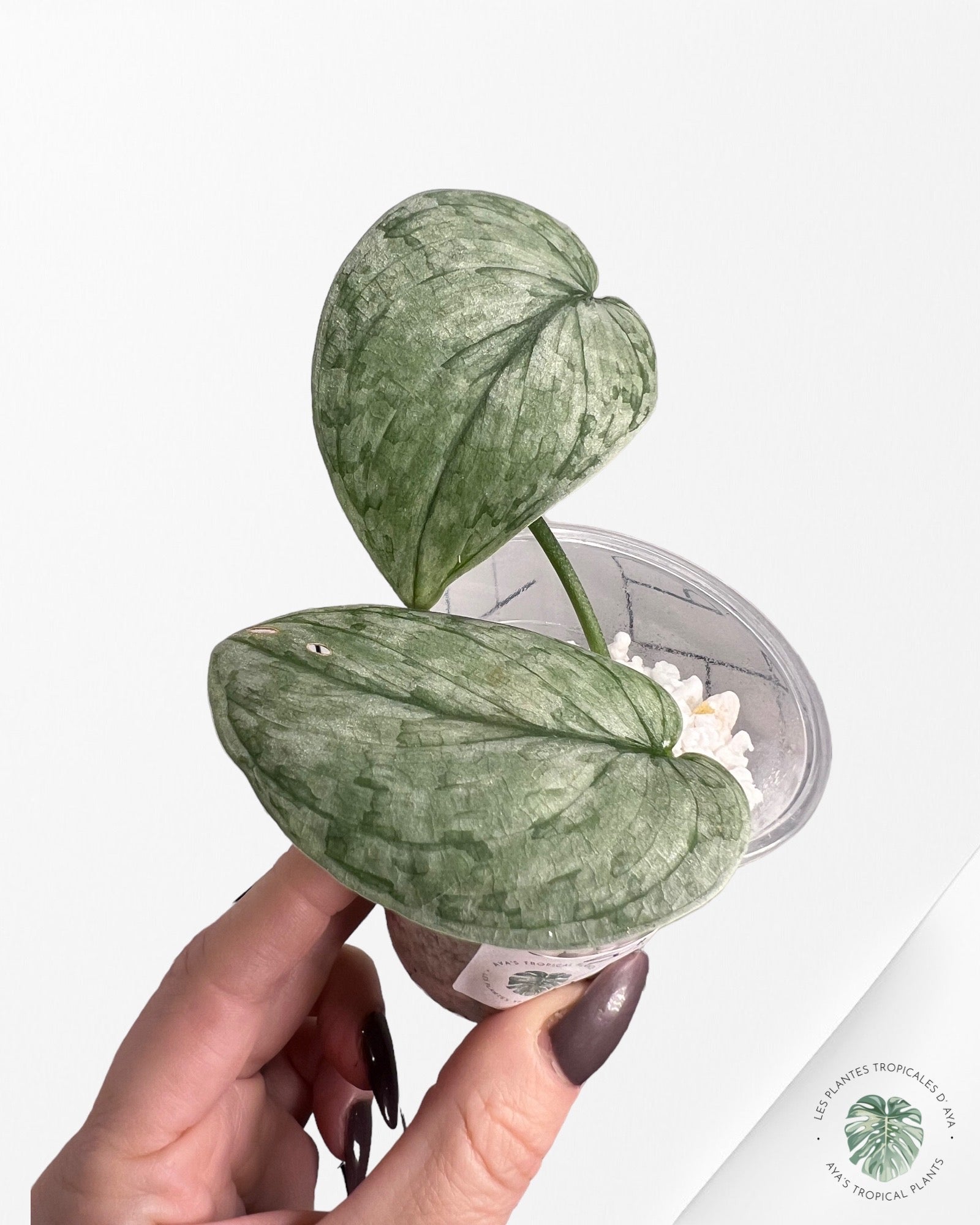 Scindapsus Silver Cloud-PO22