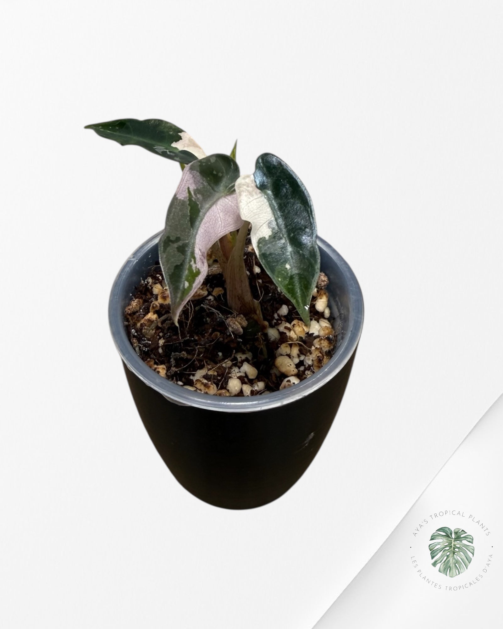 Alocasia Bambino Pink Variegated