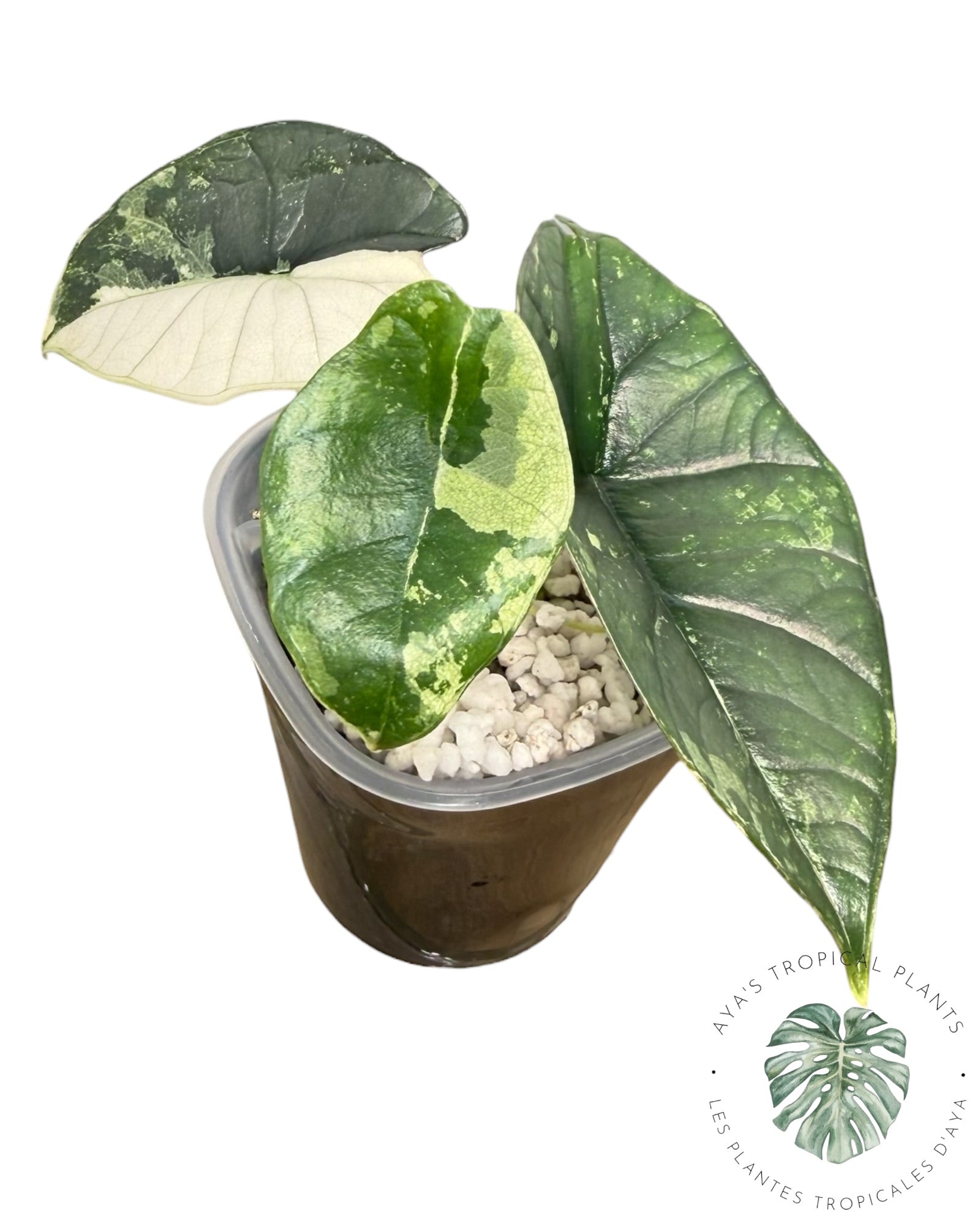 Alocasia Bisma Platinum Albo Variegated