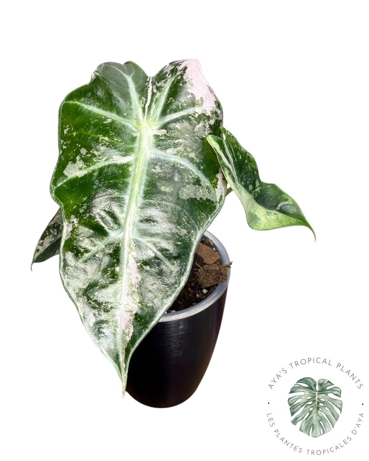 Alocasia Polly Pink Snowflake (Catégorie A)