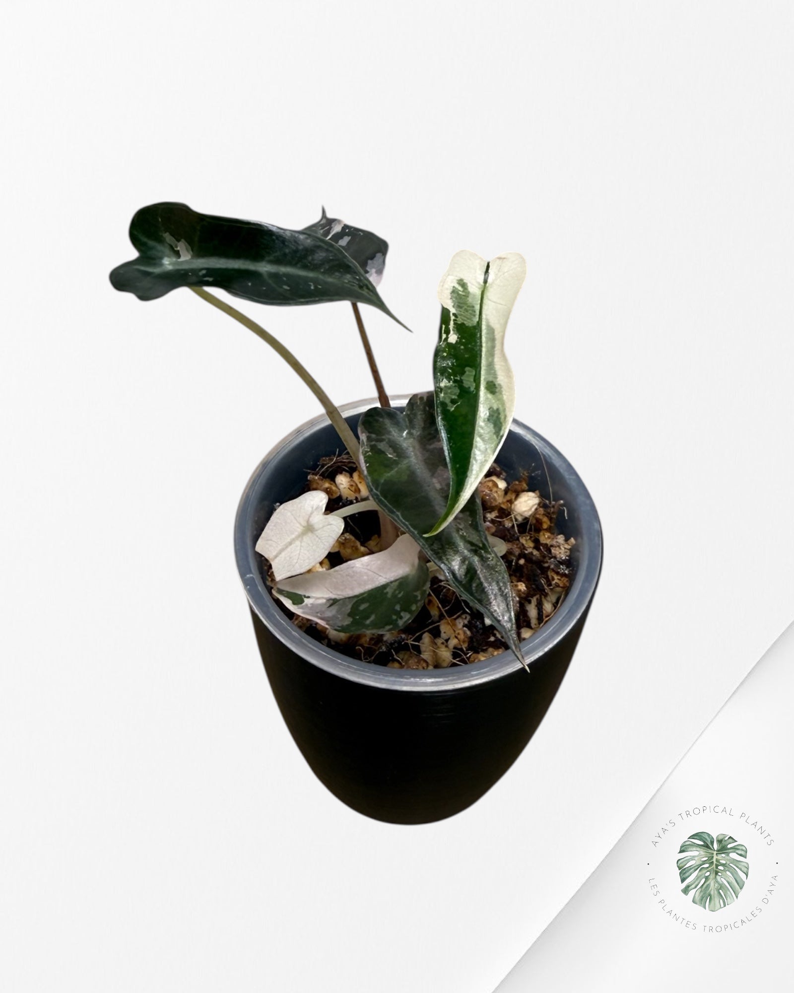 Alocasia Bambino rose panaché | Plante TC rare | Plantes tropicales d'Aya