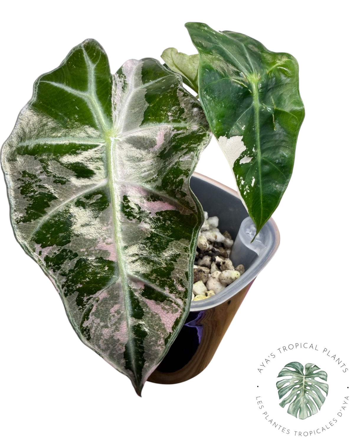 Alocasia Polly Pink Snowflake (Catégorie A)