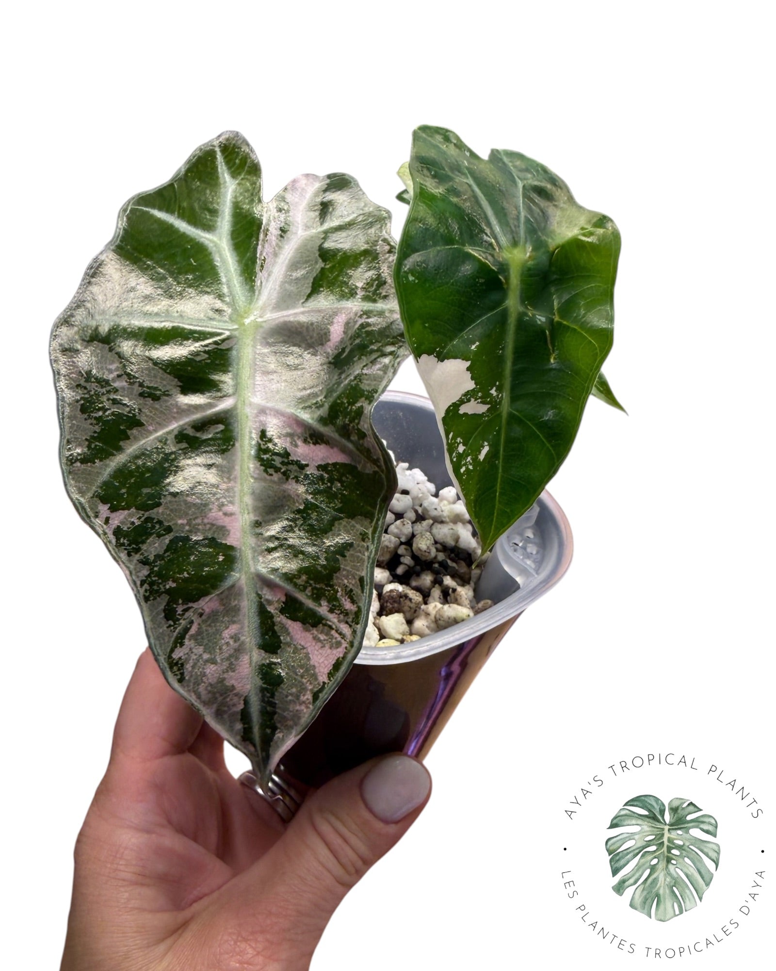 Alocasia Polly Pink Snowflake (Catégorie A)