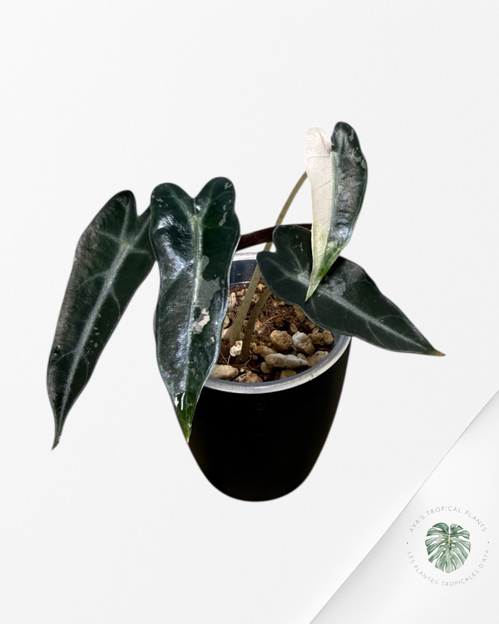 Alocasia Bambino rose panaché | Plante rare cultivée en culture tropicale | Plantes tropicales d'Aya