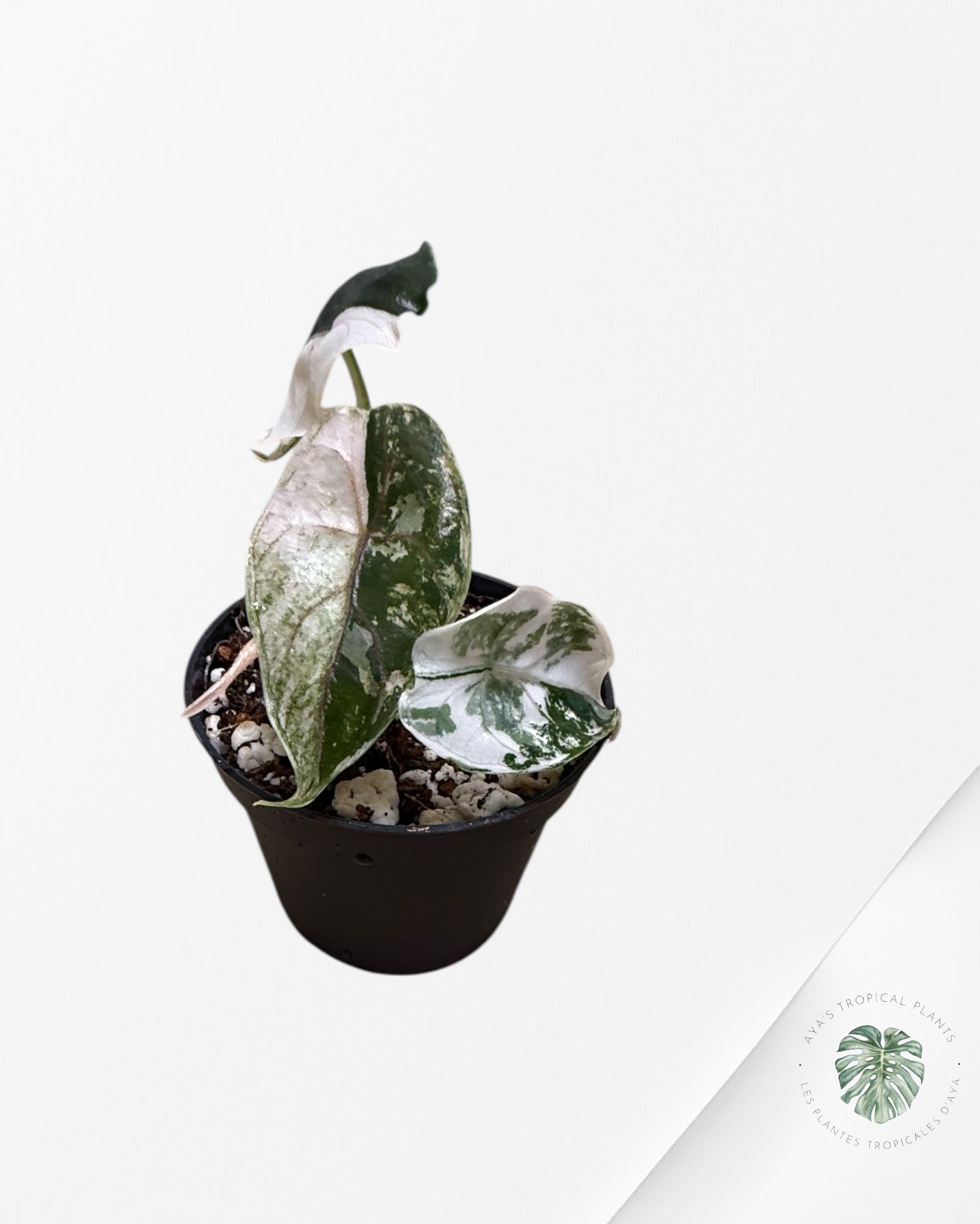 Alocasia Azlanii Pink Variegated - TC20