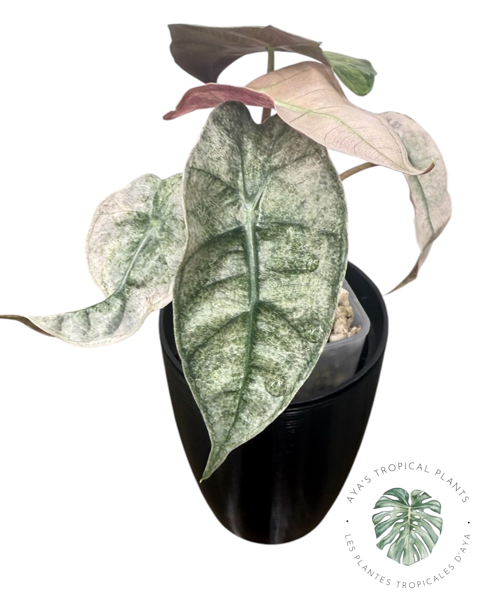Alocasia polly pink mutation