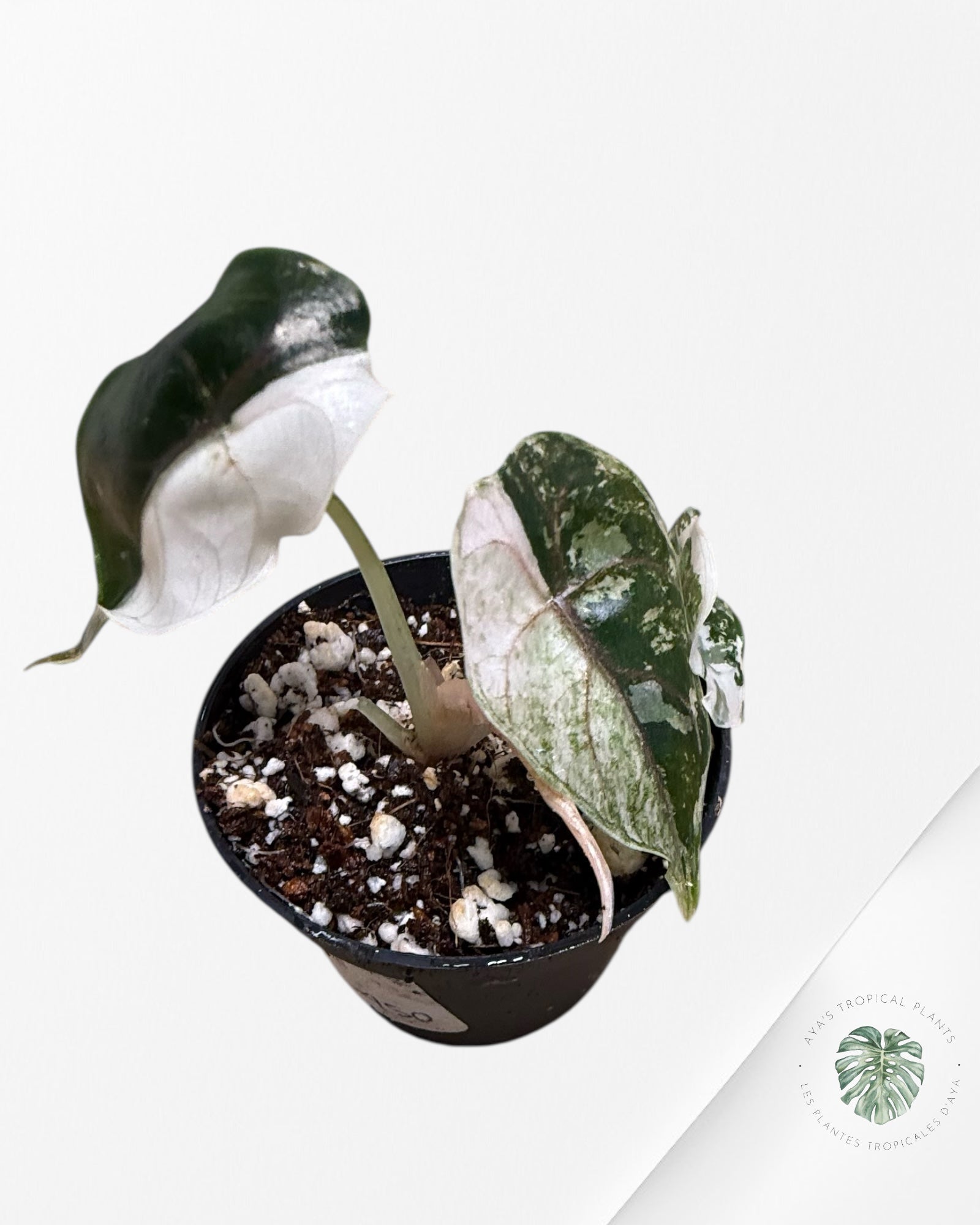 Alocasia Azlanii Pink Variegated - TC20
