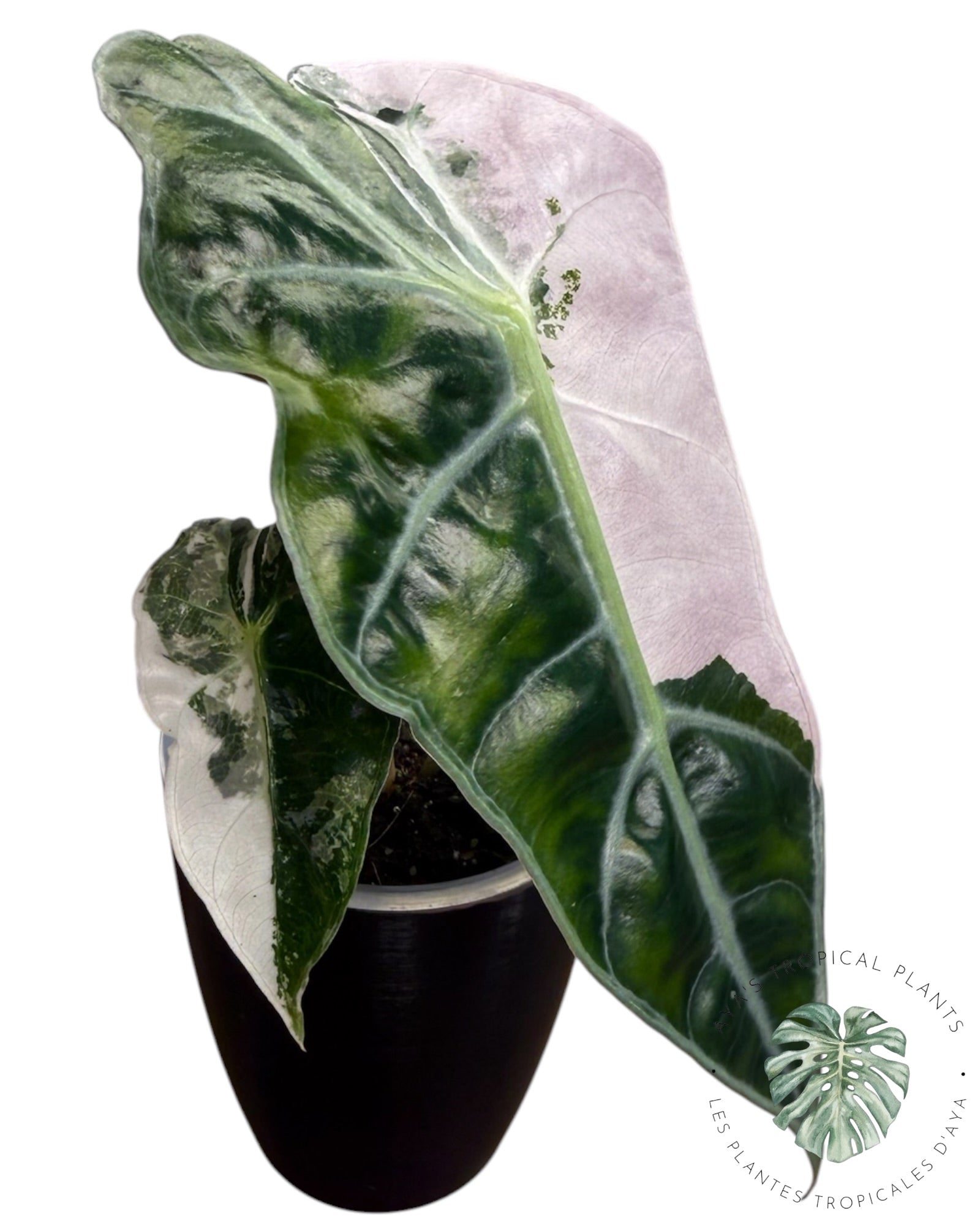 Alocasia Polly Pink Snowflake (Grade A)