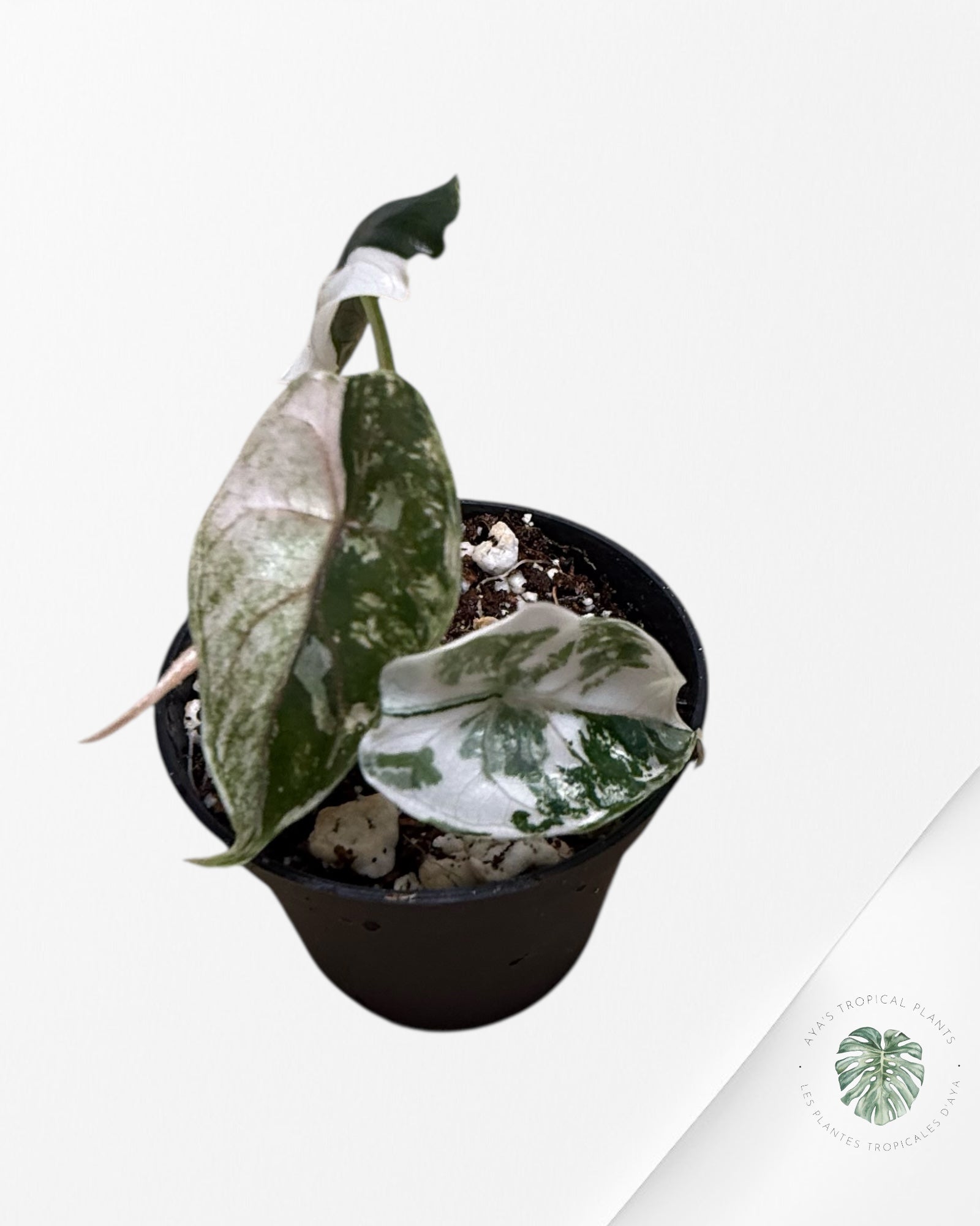Alocasia Azlanii Pink Variegated - TC20