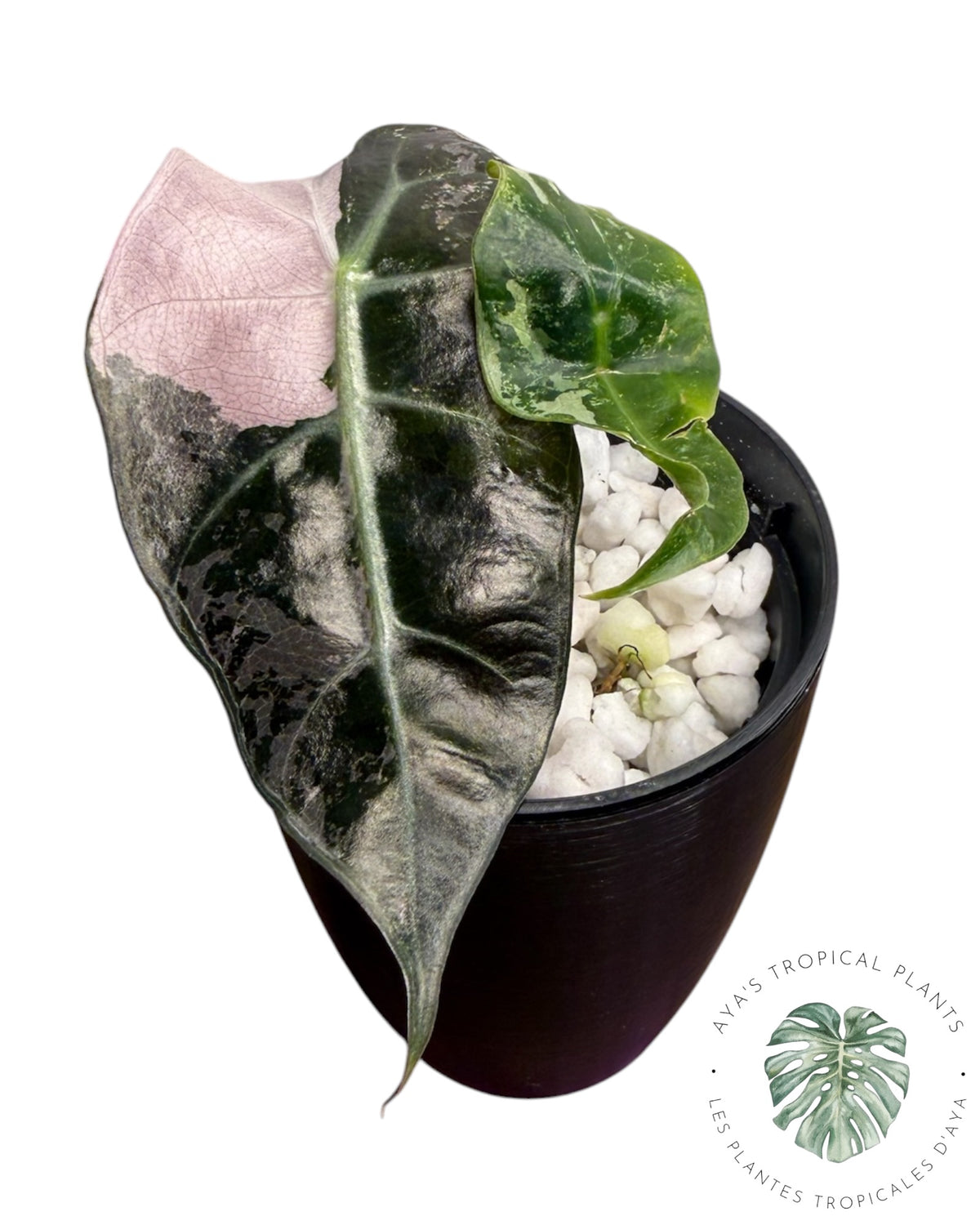 Alocasia Polly Pink Snowflake (Catégorie A)