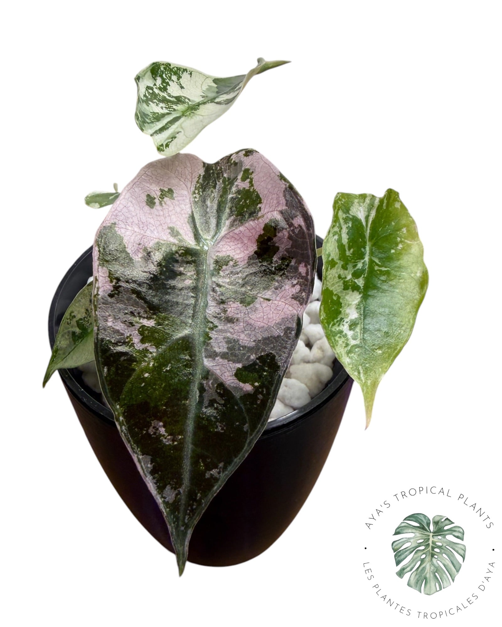 Alocasia Polly Flocon rose (Grade A) (Copie)