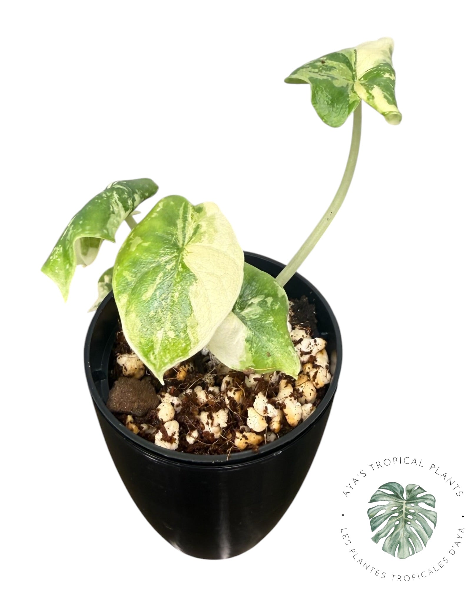 Alocasia Melo Albo Variegated