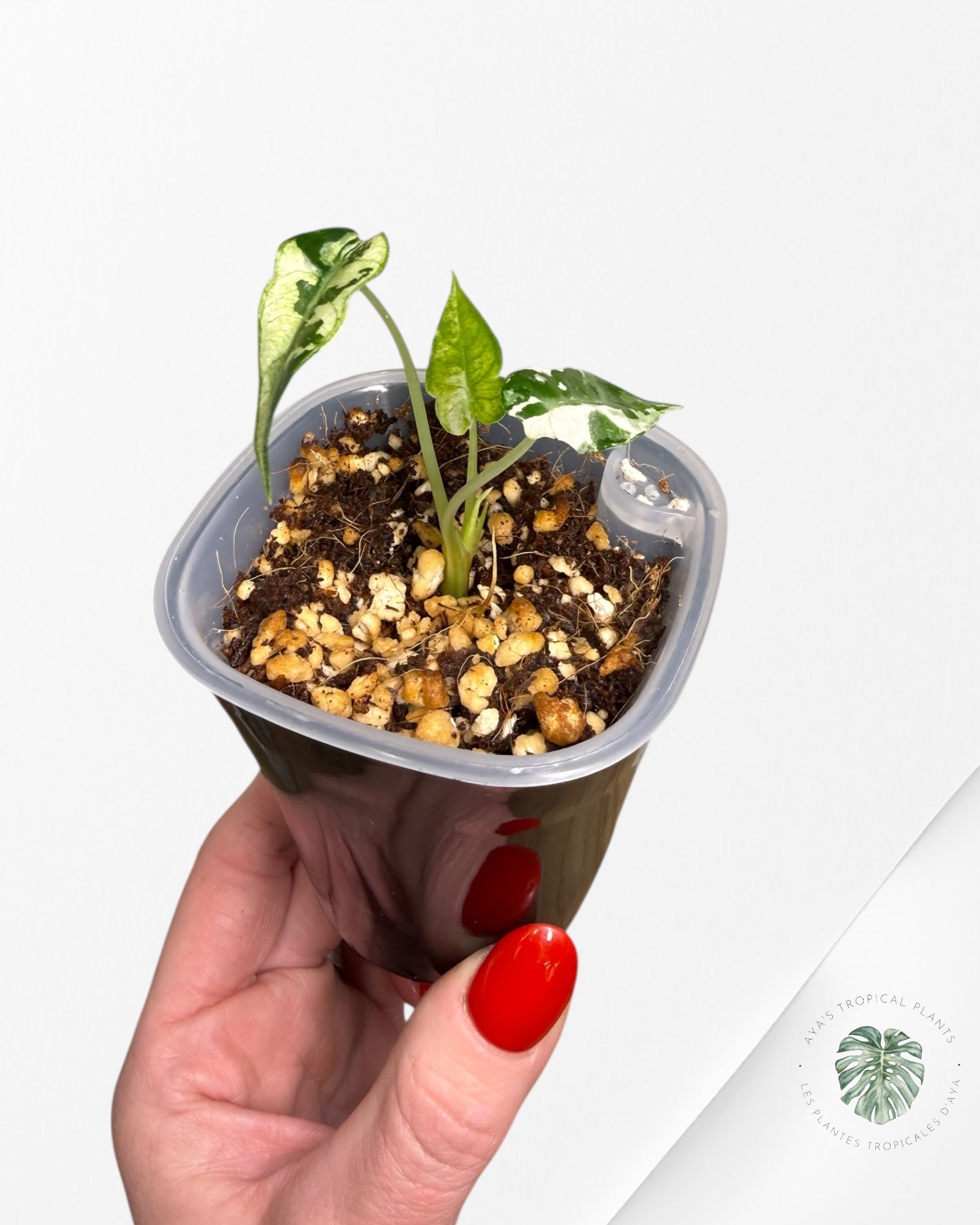 Alocasia Bambino  Albo & Aurea Variegated