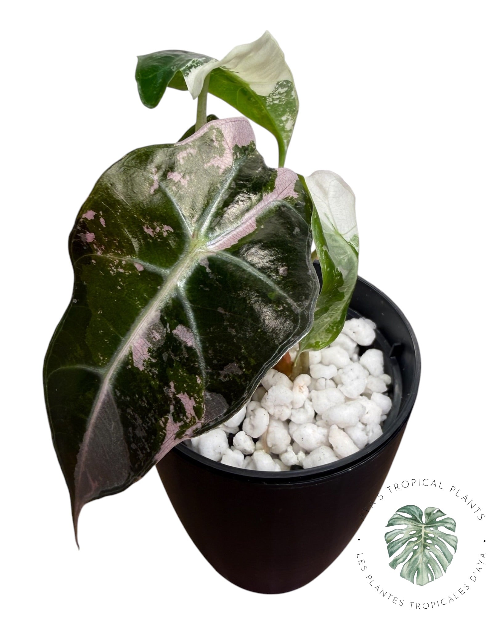 Alocasia Polly Pink Snowflake (Catégorie A)