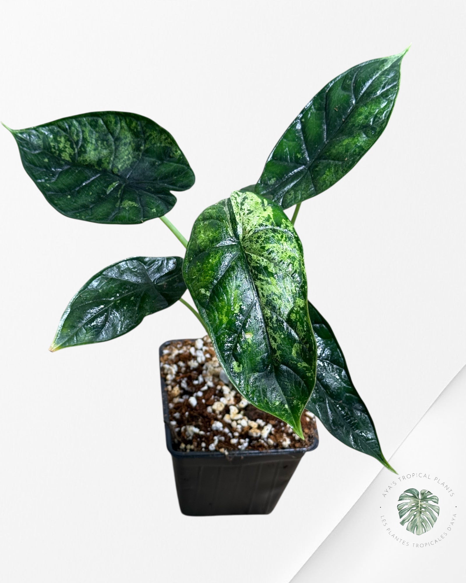 Alocasia Dragon Scale Mint |Rare Aroid| Aya's Tropical Plants