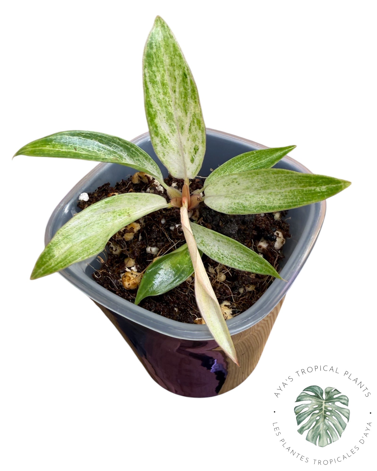 Philodendron 'Strawberry Caramel' panaché