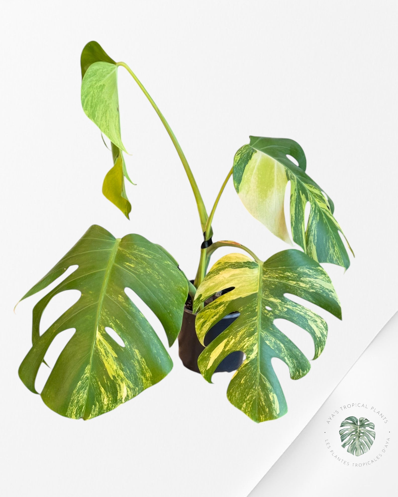 Monstera Aurea - LU