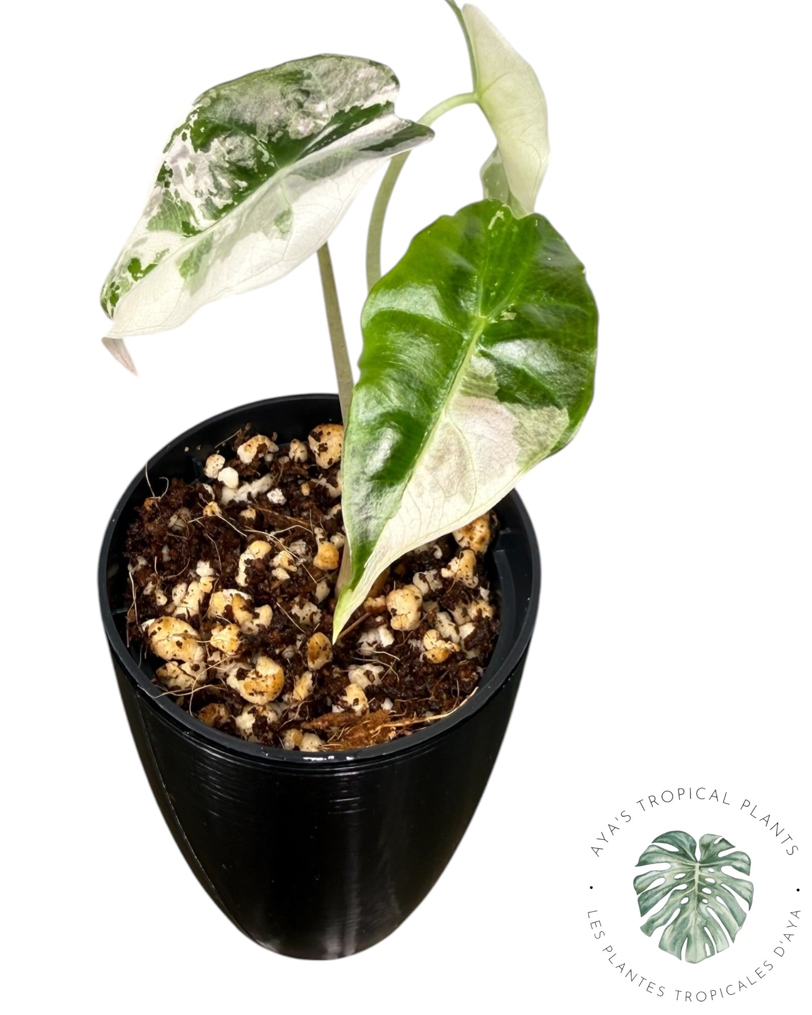 Alocasia Polly Var Pink Snowflake