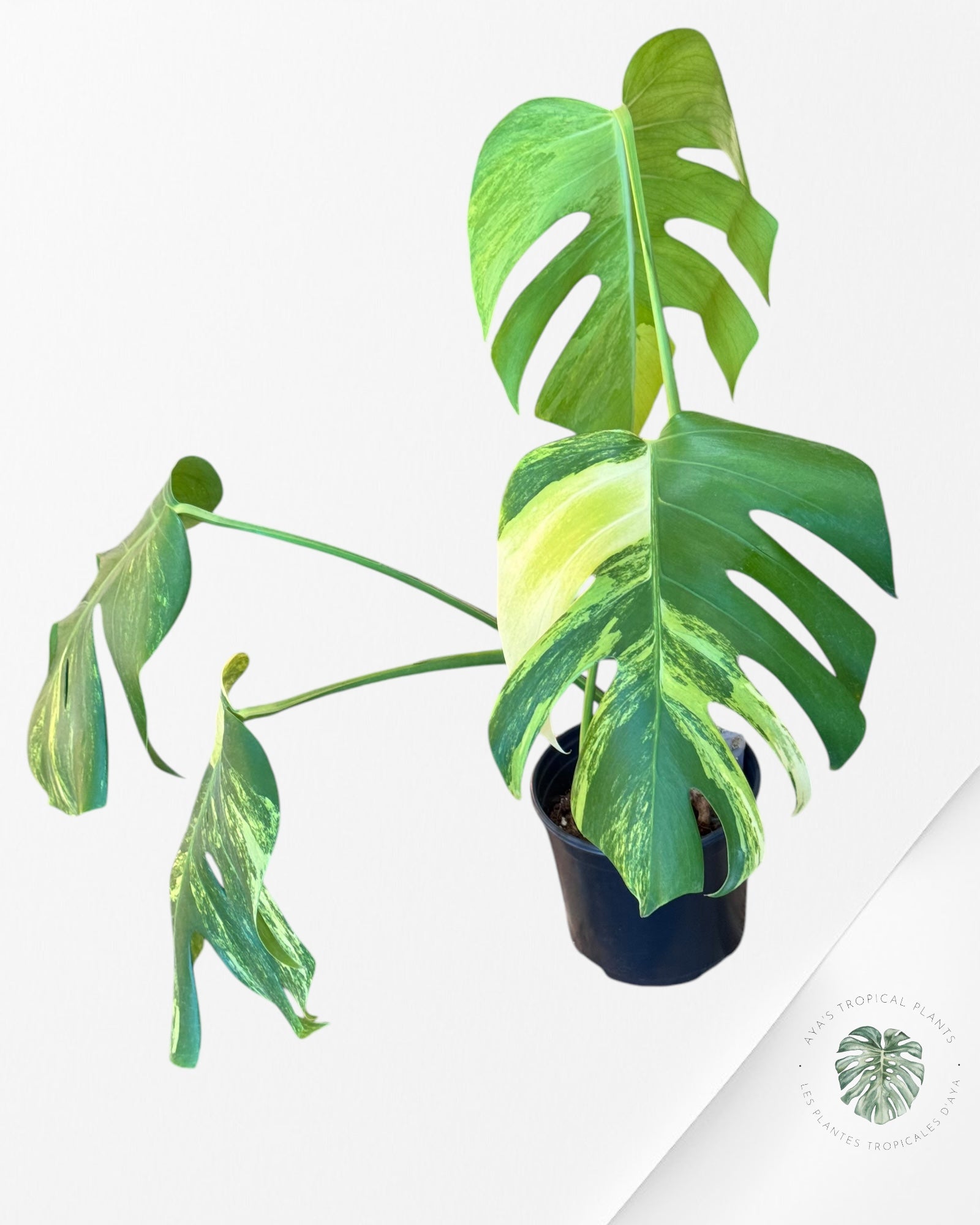 Monstera Aurea - LU