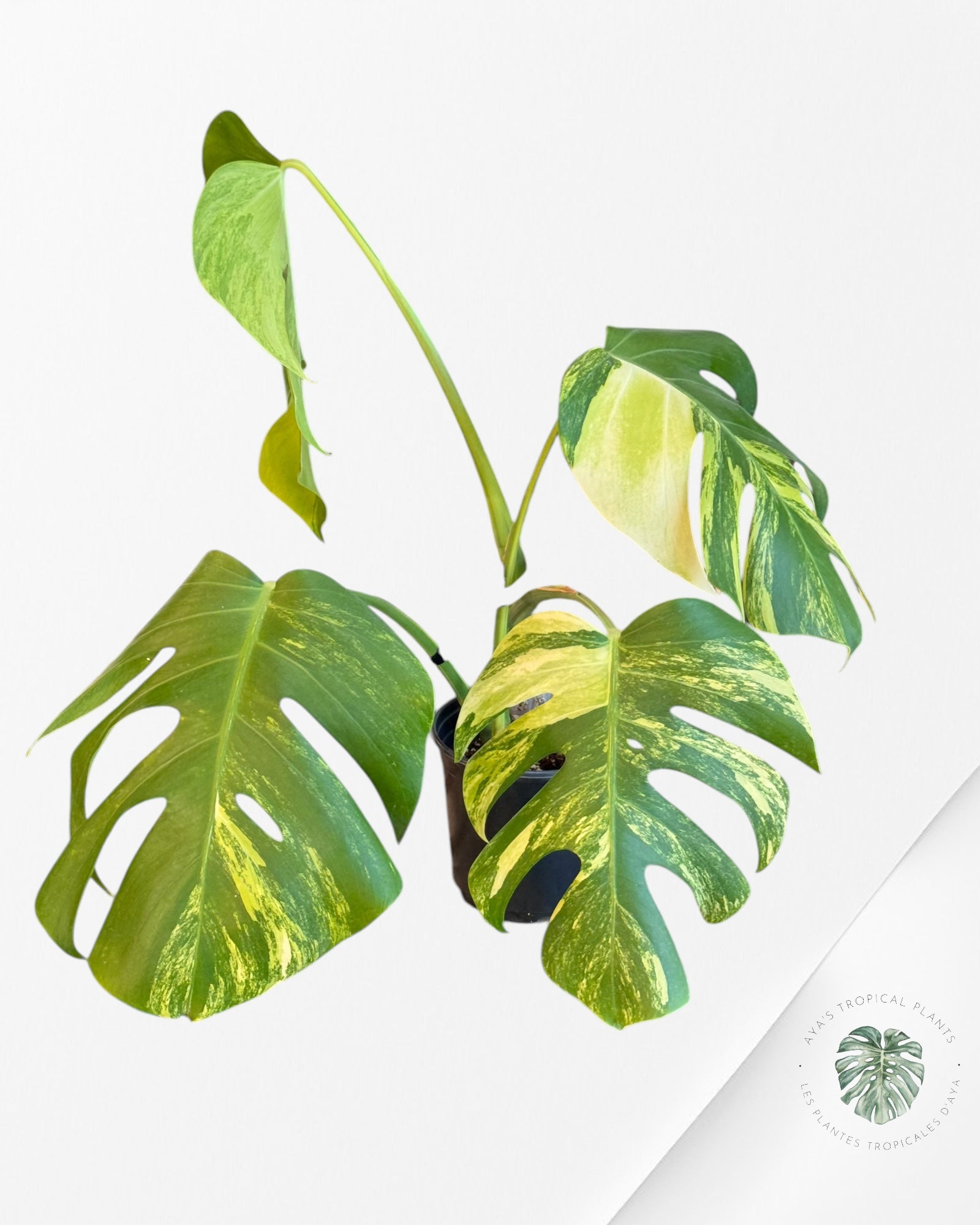 Monstera Aurea - LU