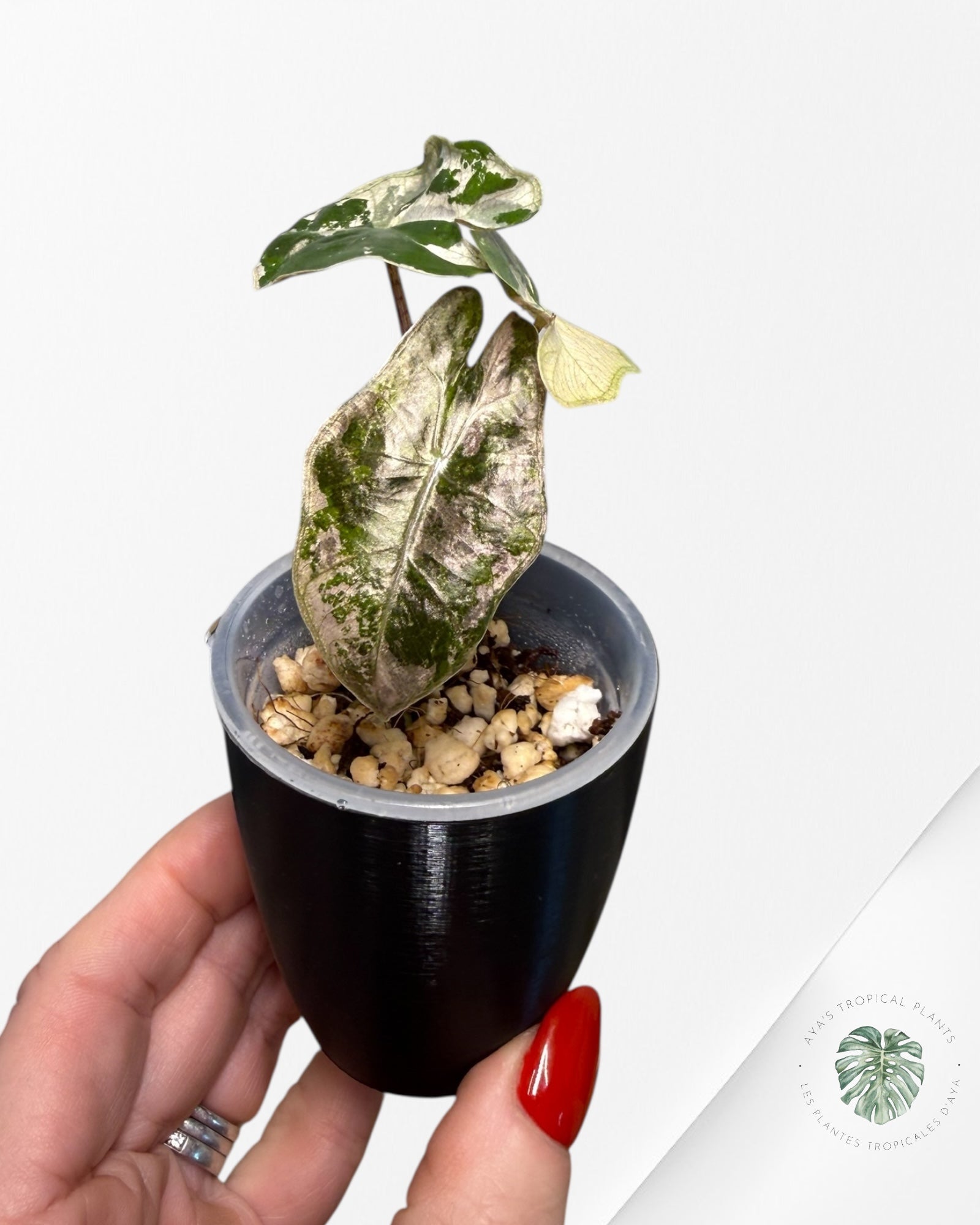 Alocasia Pseudo-Sanderiana Pink Variegated