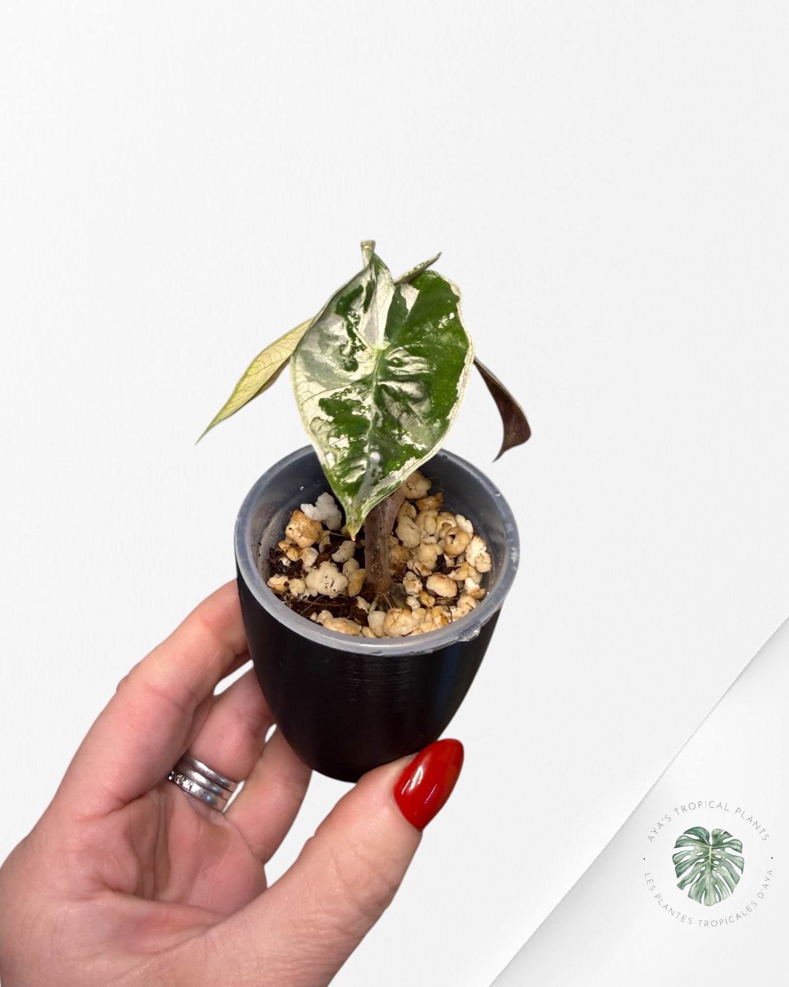 Alocasia Pseudo-Sanderiana Pink Variegated