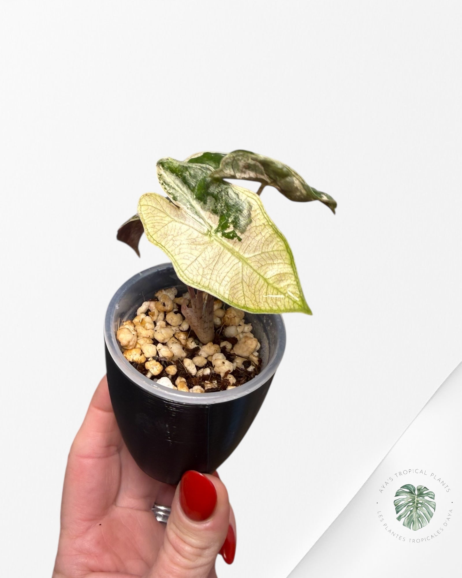 Alocasia Pseudo-Sanderiana Pink Variegated