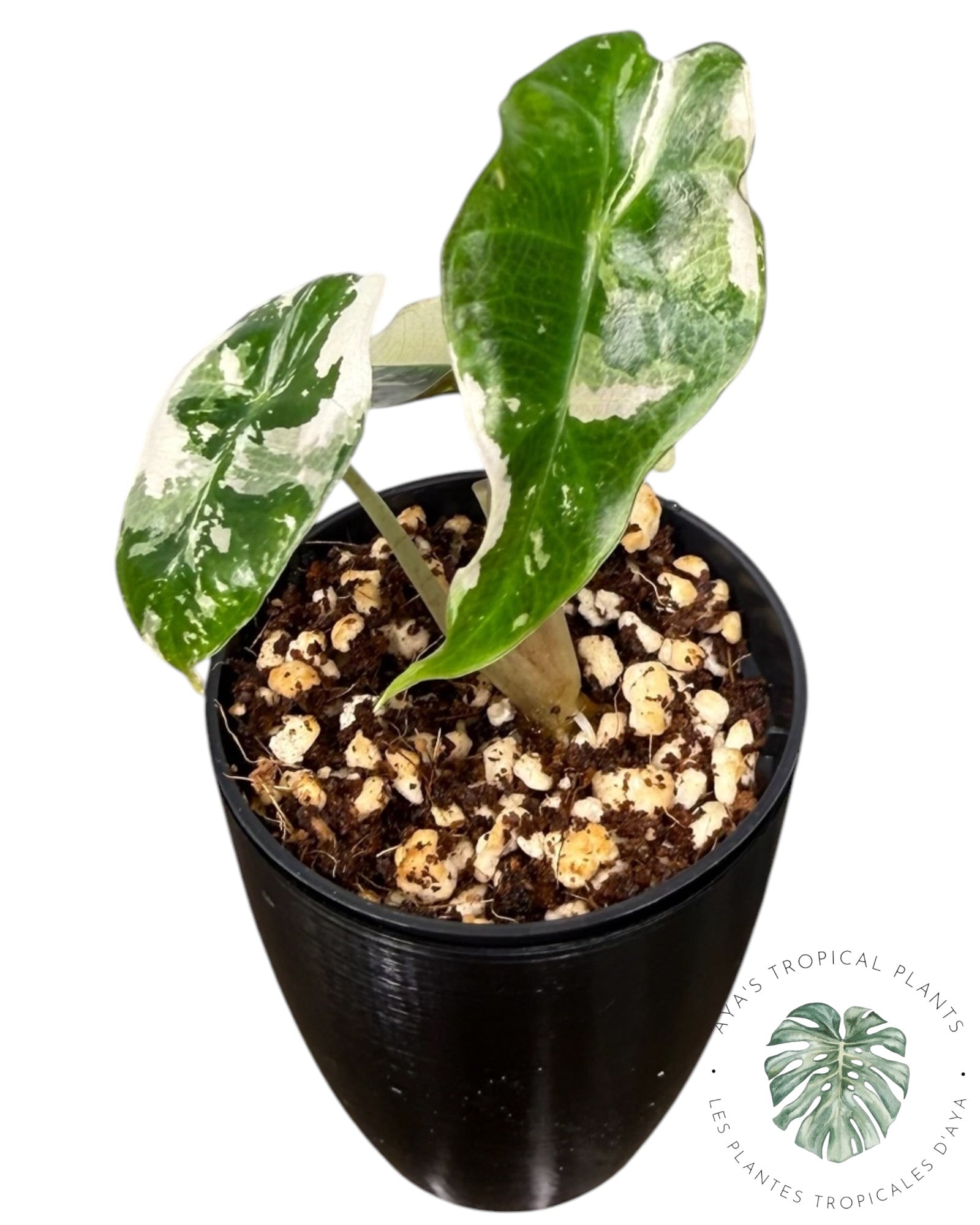 Alocasia Polly Var Pink Snowflake