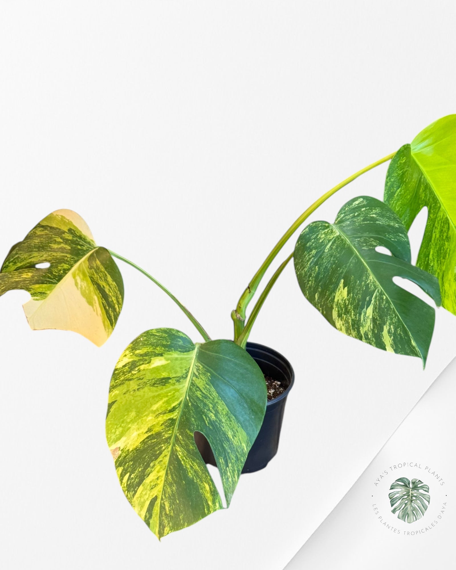 Monstera Aurea - LU1
