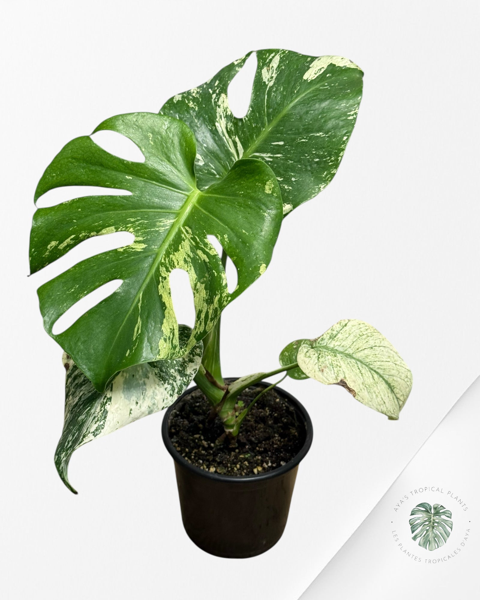 Monstera Mint - 99
