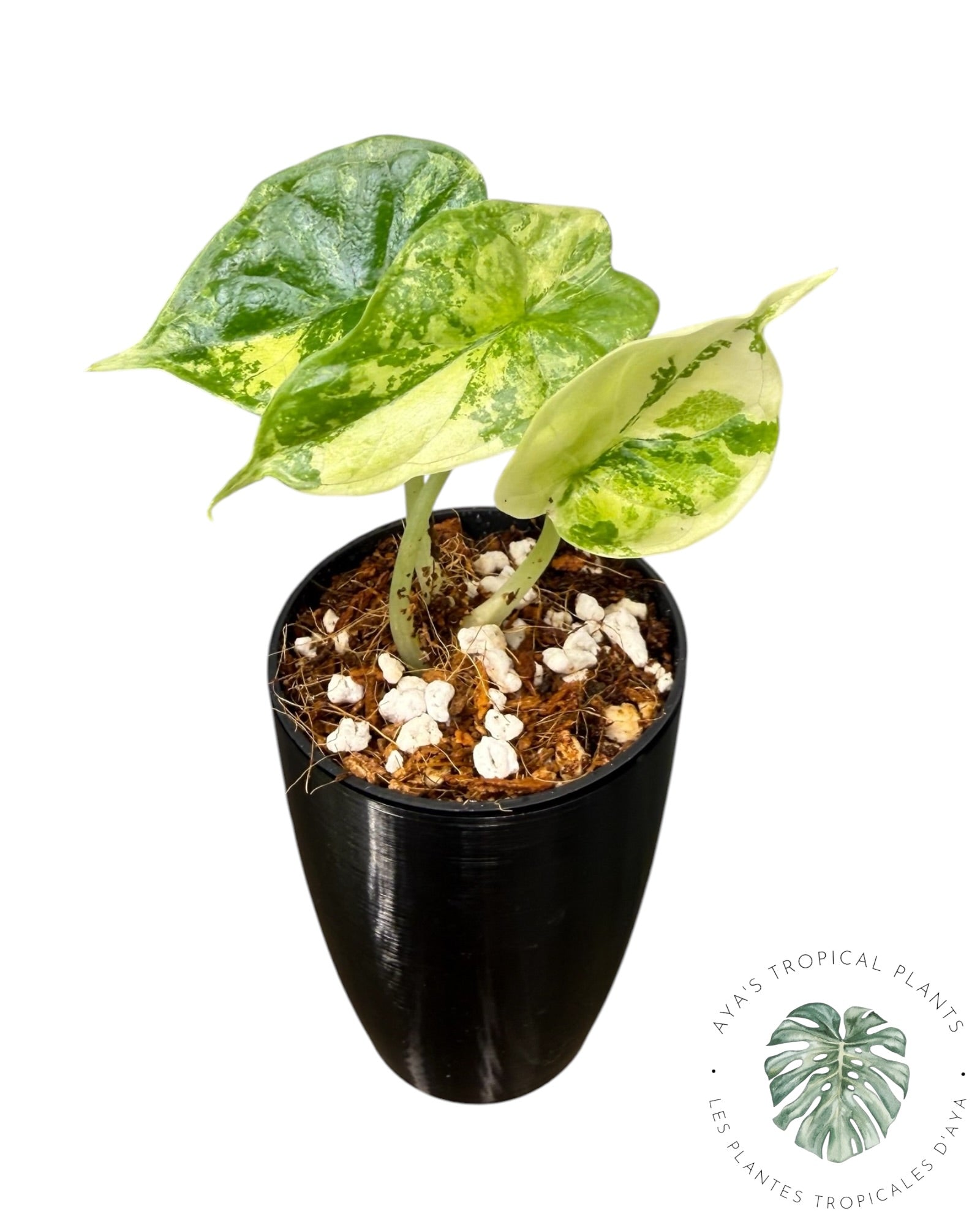 Alocasia Dragon Scale Albo Variegated