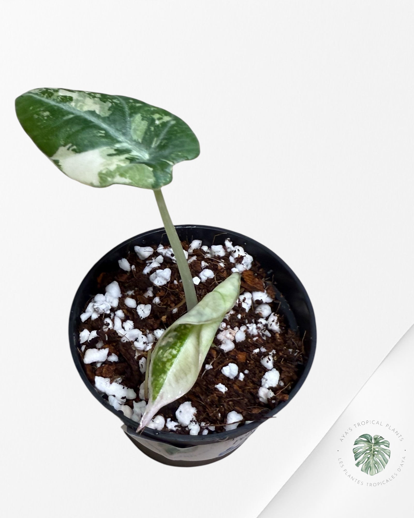 Alocasia Black Velvet Pink Variegated - 500