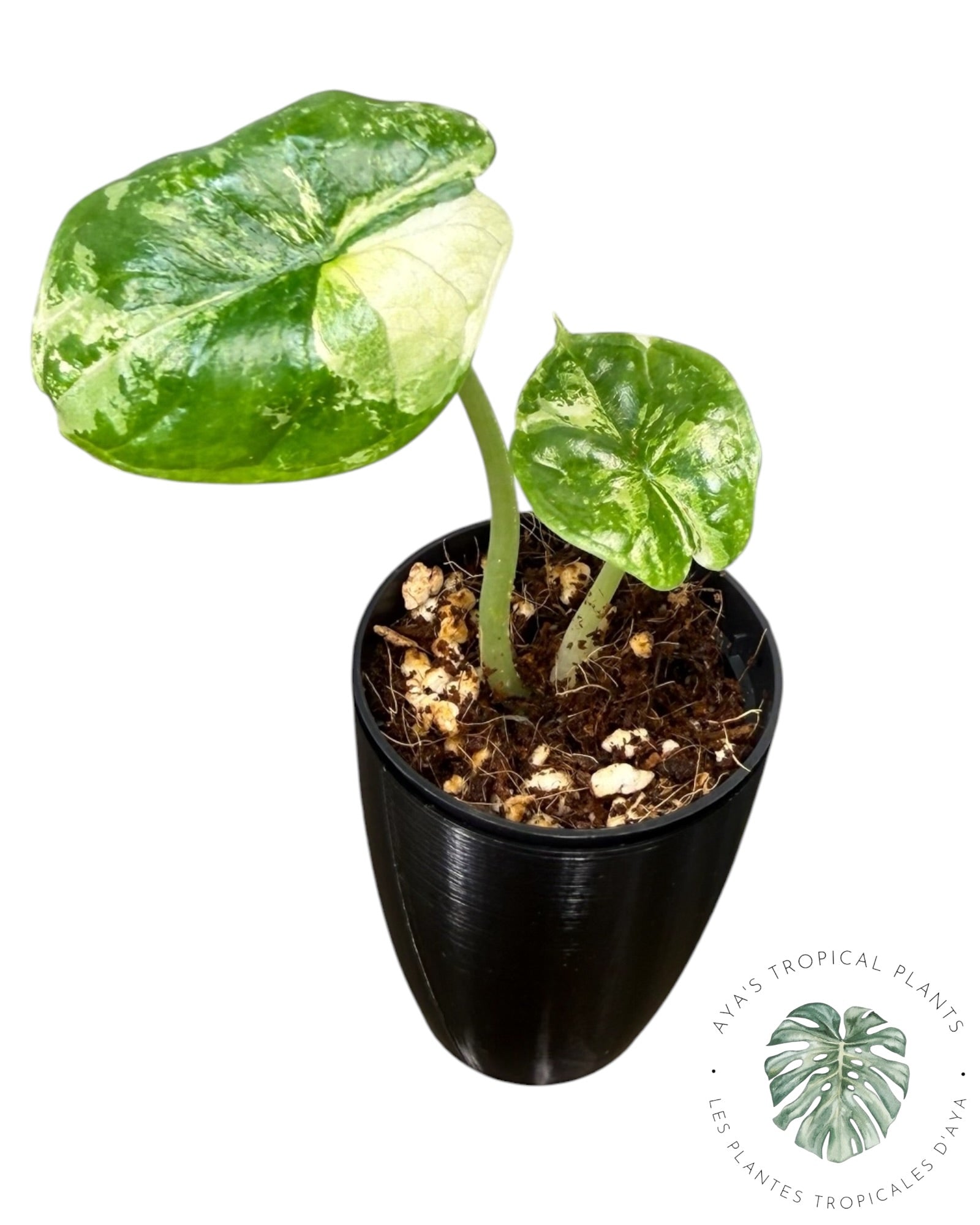 Alocasia Dragon Scale Albo Variegated